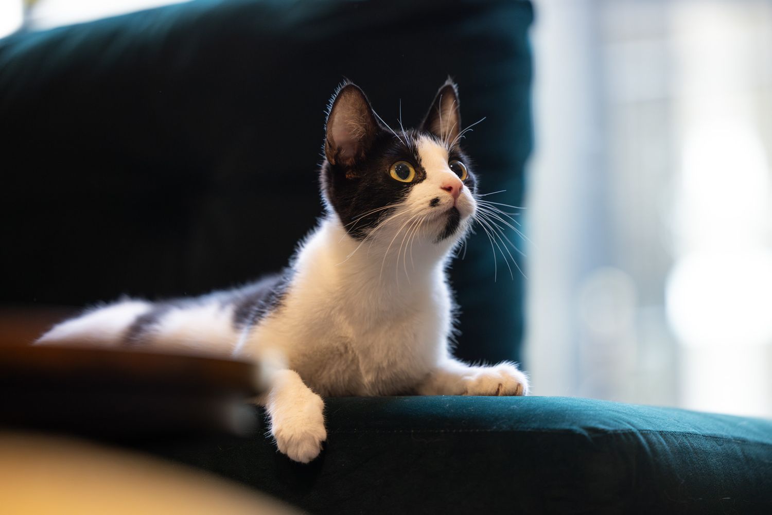 Hitchin's only cat cafe: A black and white cat with an expressive face rests in various poses on a comfortable couch in natural light.
