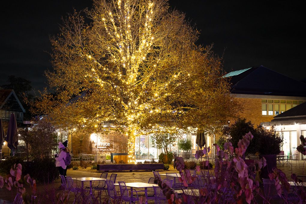 A large illuminated tree glowing warmly at night in a courtyard setting during the Glow event at RHS Wisley, part of my light trail photos.