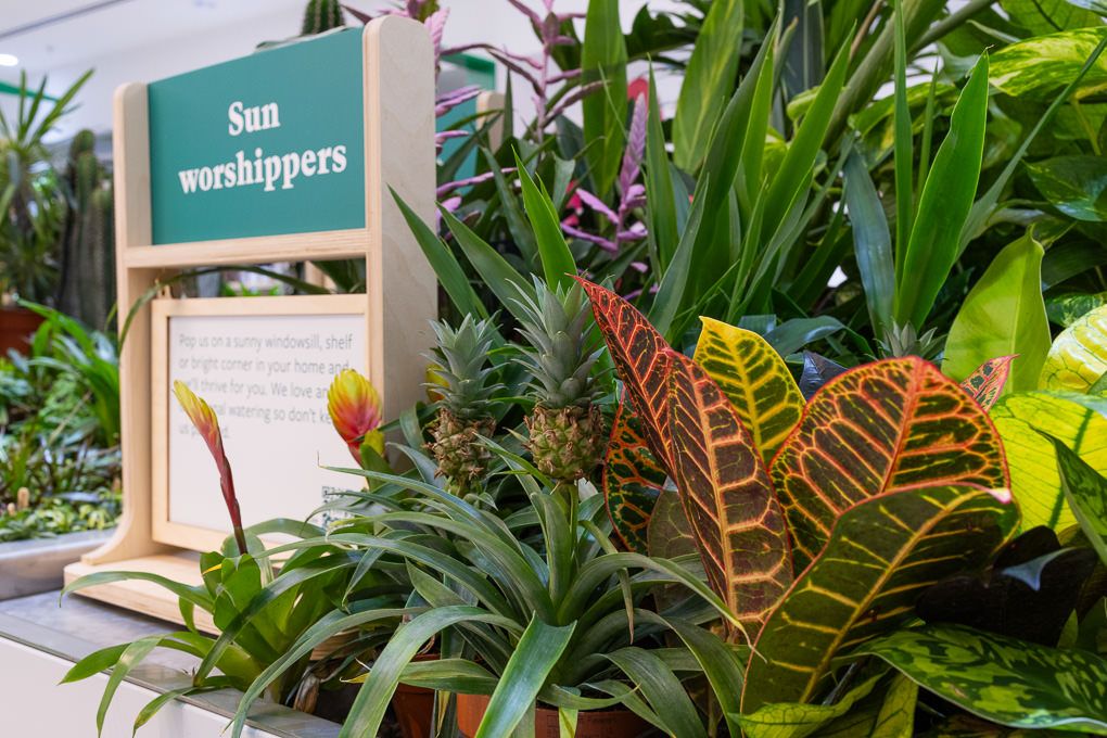 Lifestyle retail photography of RHS Plant Space at Bluewater, capturing a tropical plant display with vibrant foliage.