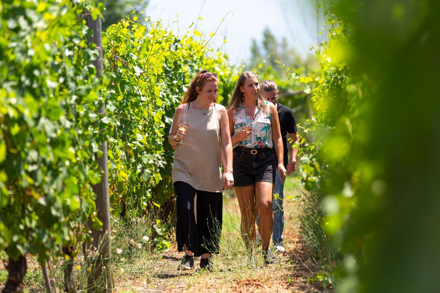 Two women laugh while walking between rows of green grapevines on a sunny vineyard tour, with other visitors following behind.