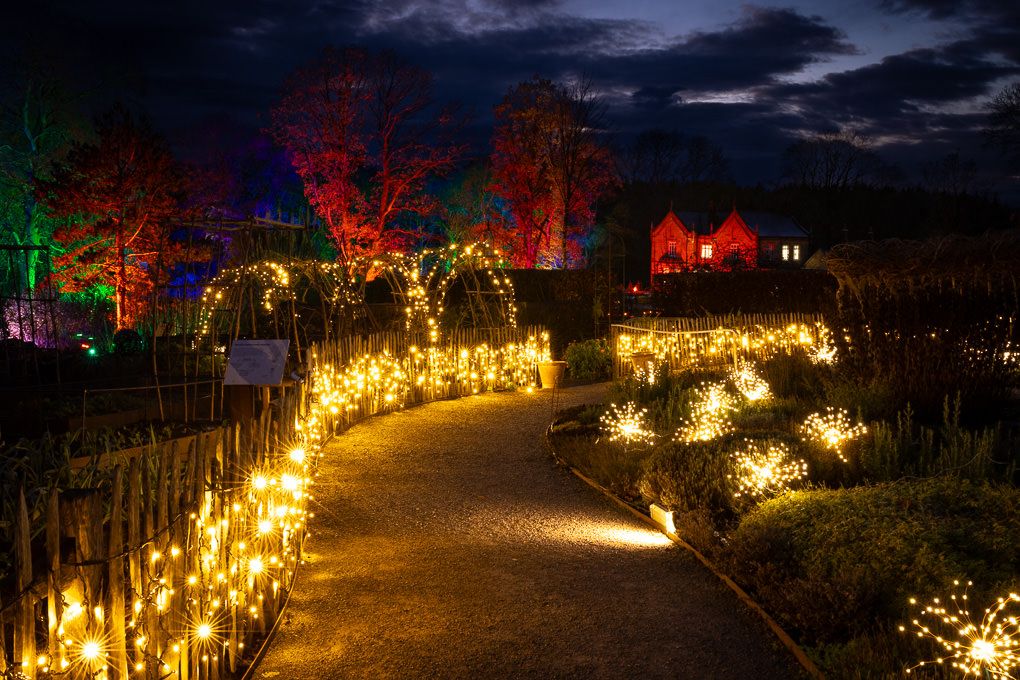 A winding garden path illuminated by colourful Christmas lights and decorations creates a magical nighttime display. Glow, RHS Harlow Carr.