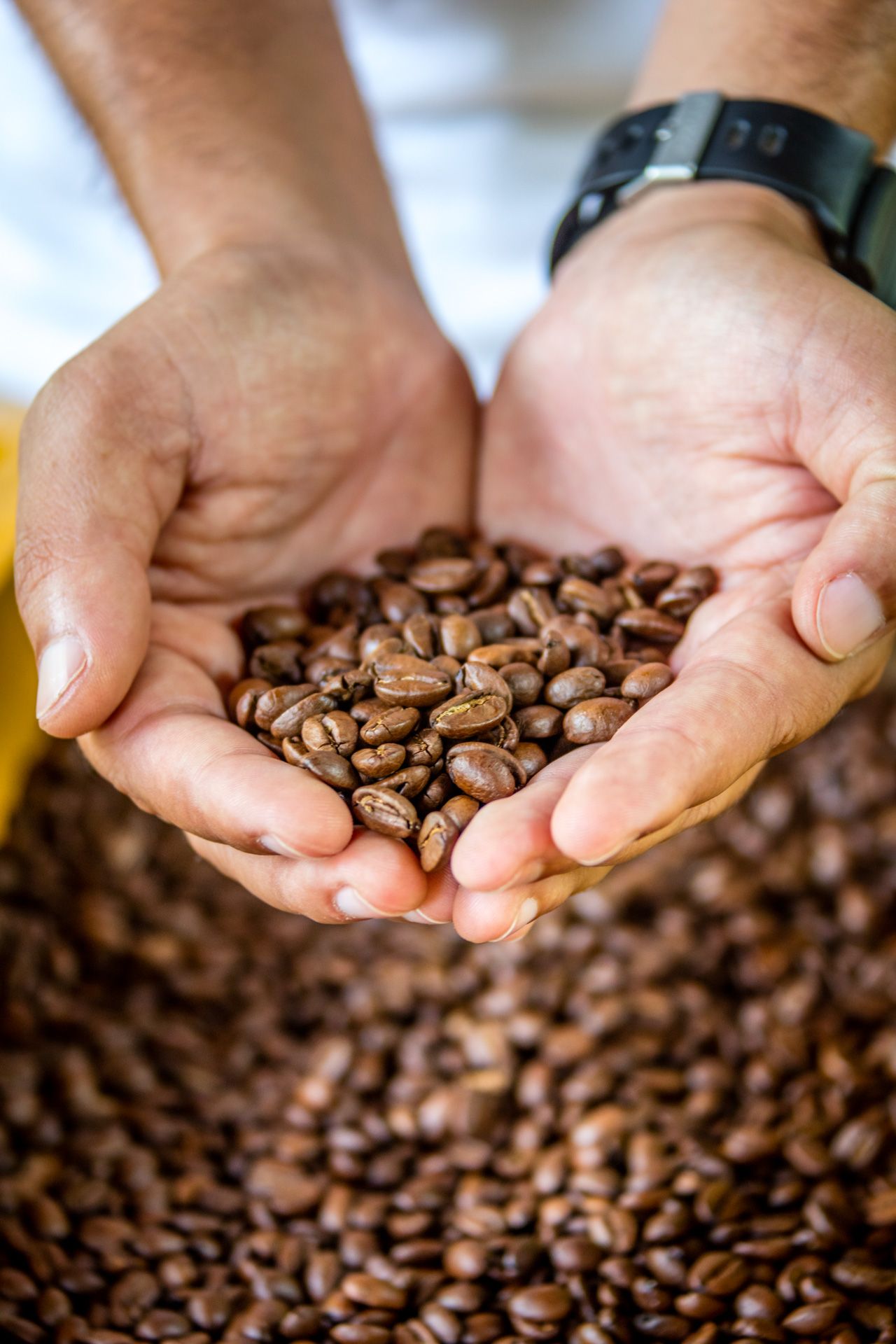 Hands holding freshly roasted coffee beans over a larger pile of beans, with a watch visible on the wrist.