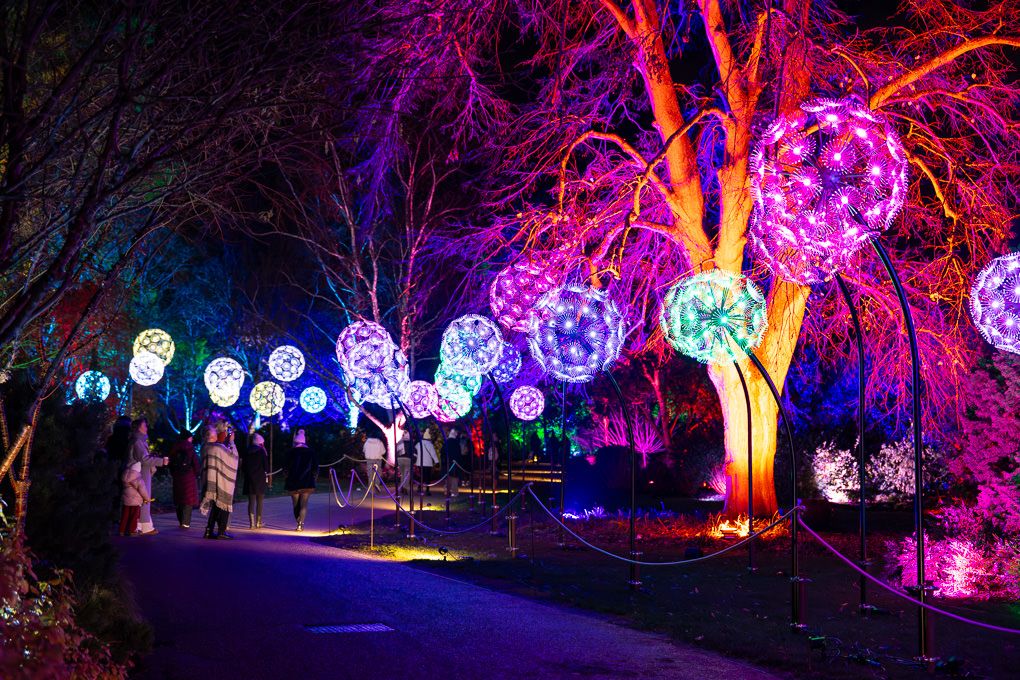 Illuminated trees glowing with vibrant purple and blue lights during the nighttime Glow event at RHS Wisley.