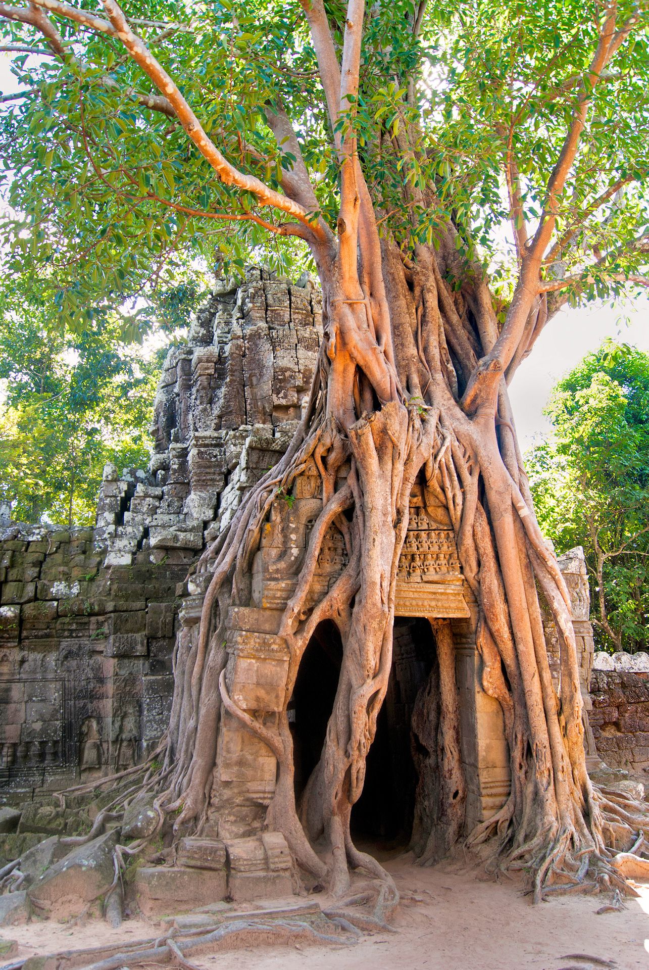Ancient stone doorway in Ta Som temple at Angkor Wat is embraced by massive tree roots growing over the structure.