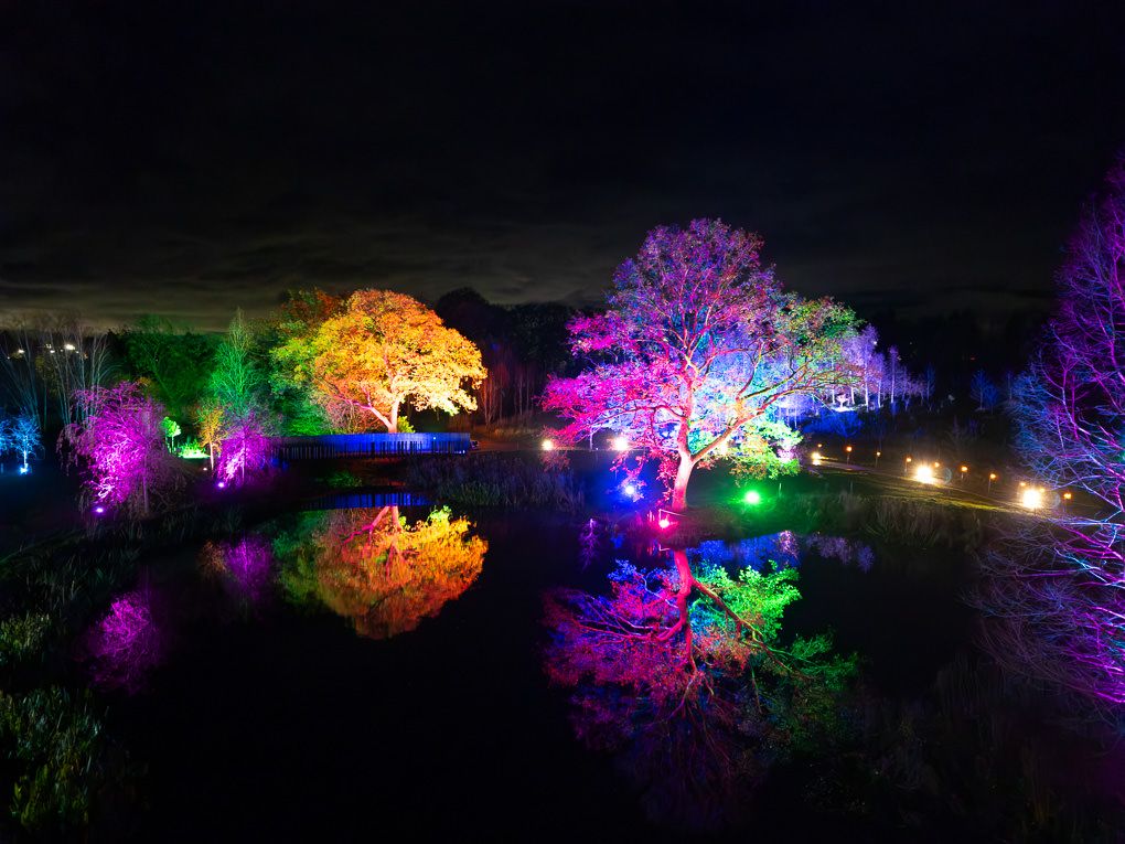 Aerial photography of illuminated trees reflecting on still water at the Glow event at RHS Harlow Carr in Harrogate.