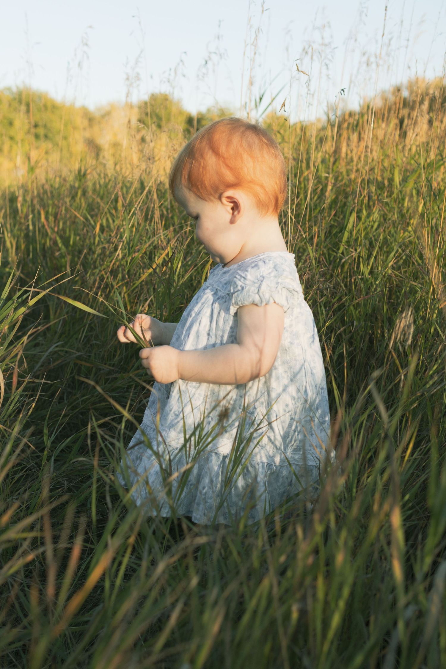 Adorable red-haired baby girl in white dress exploring tall green grass field in warm golden sunlight.