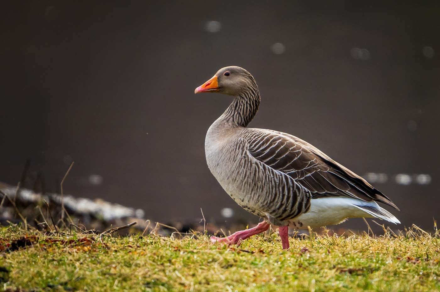 A greylag goose walking along a grassy bank with a dark water background.