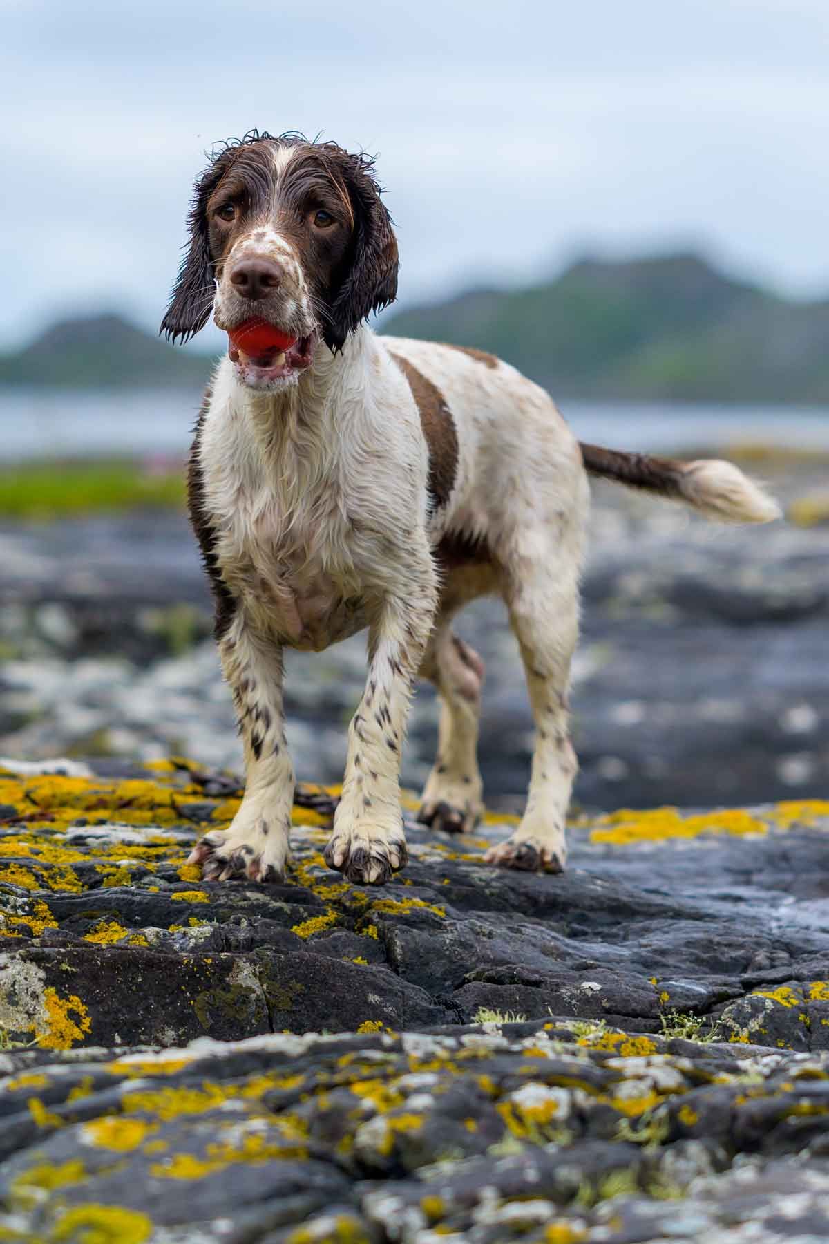 A brown and white spaniel dog holding a red ball, standing on mossy coastal rocks with a sea view behind.
