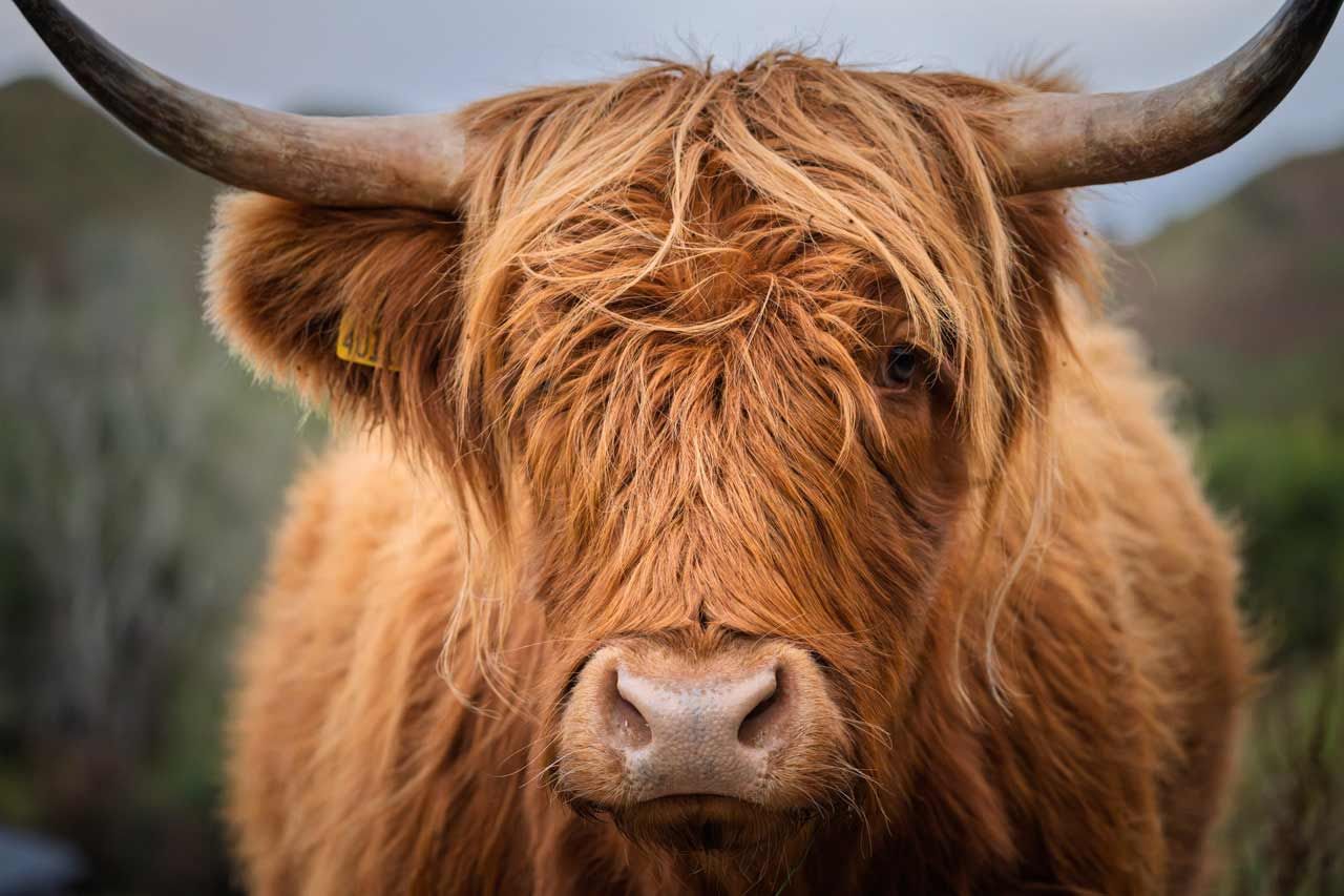 A close-up portrait of a shaggy, long-horned ginger Highland cow looking directly at the camera.