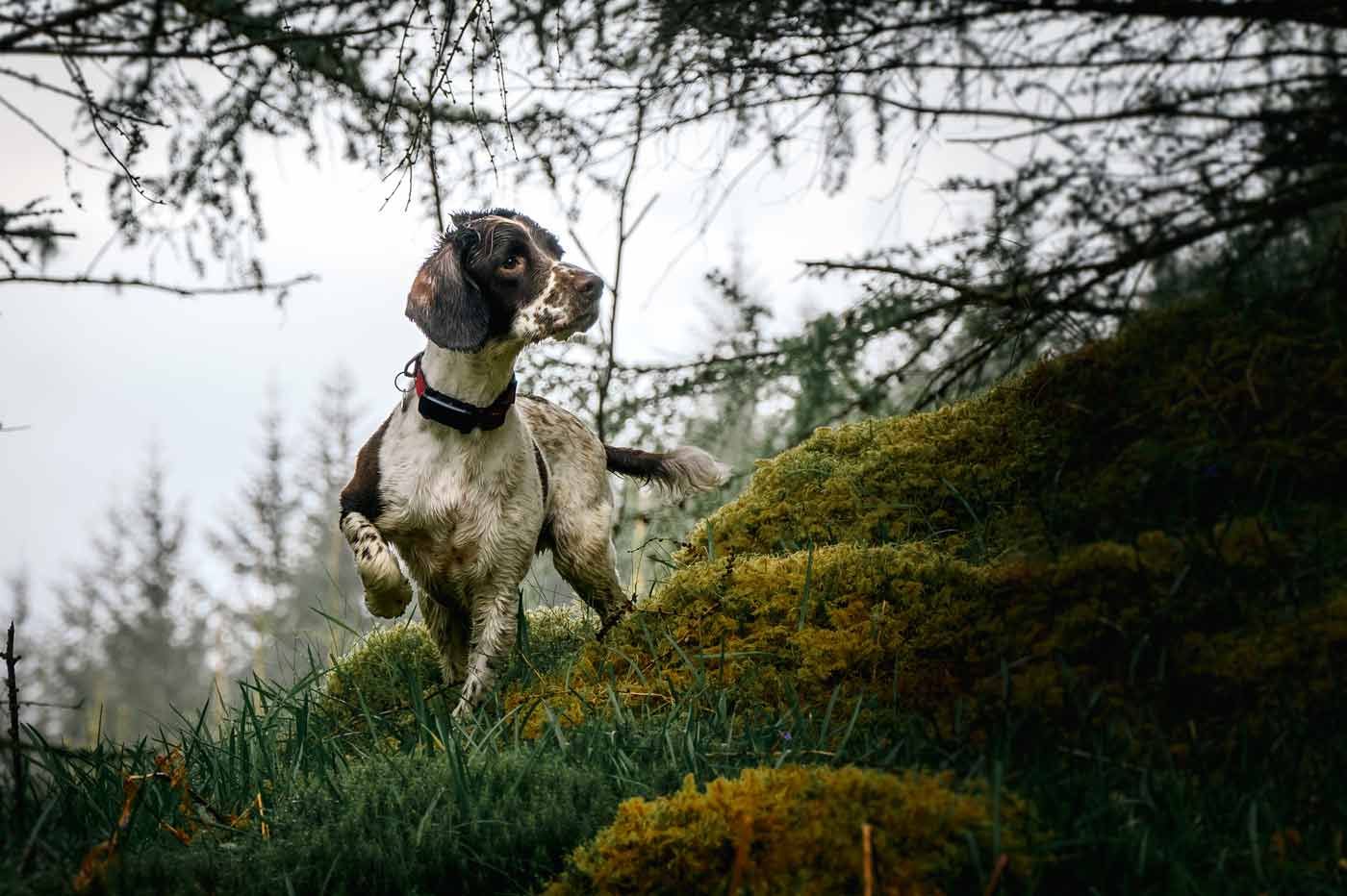 A spaniel dog alertly standing on a mossy, green hill under tree branches in a forest setting.