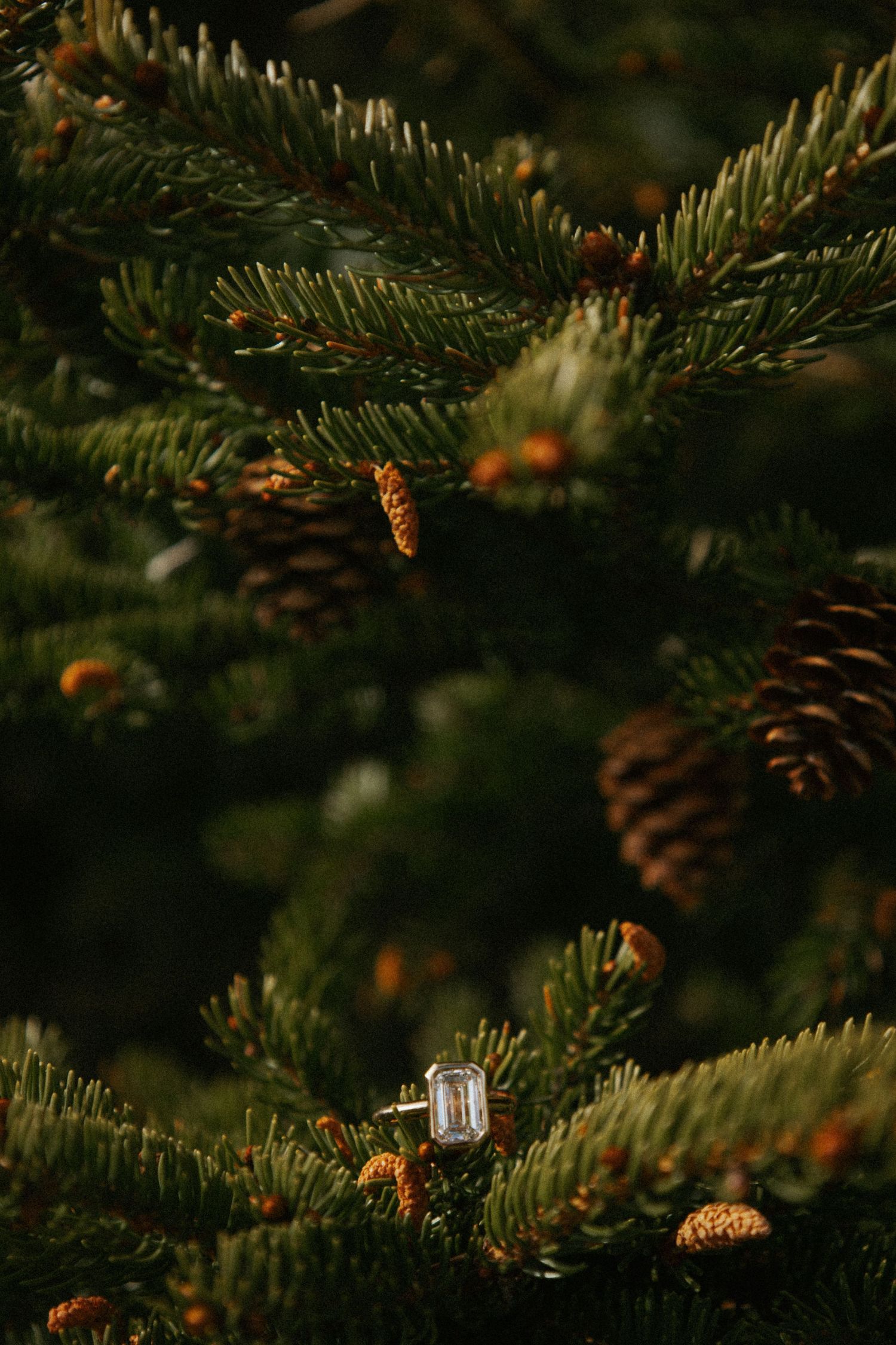 Surprise Private Proposal- Ring Detail Image