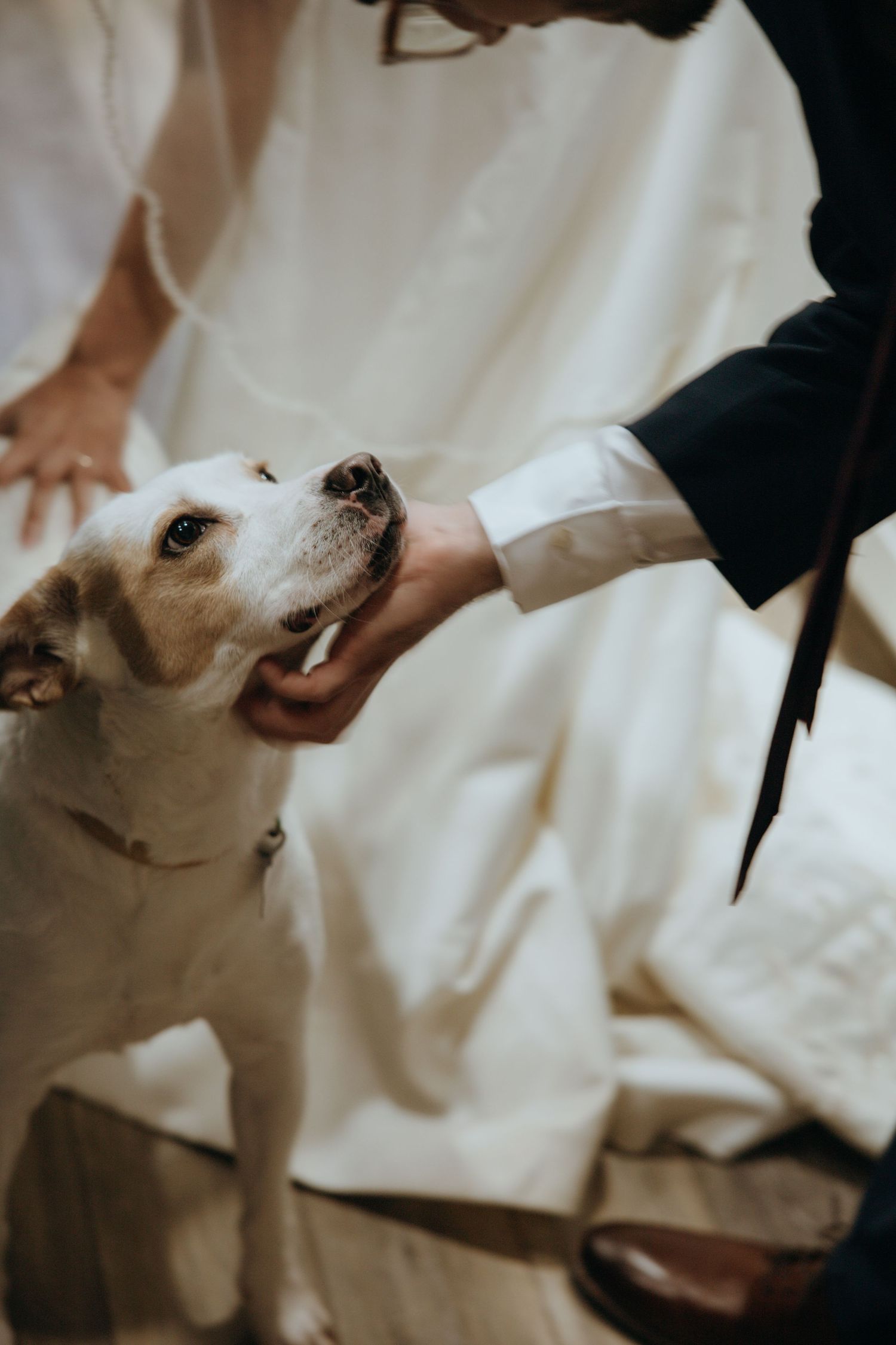 Dog with Wedding