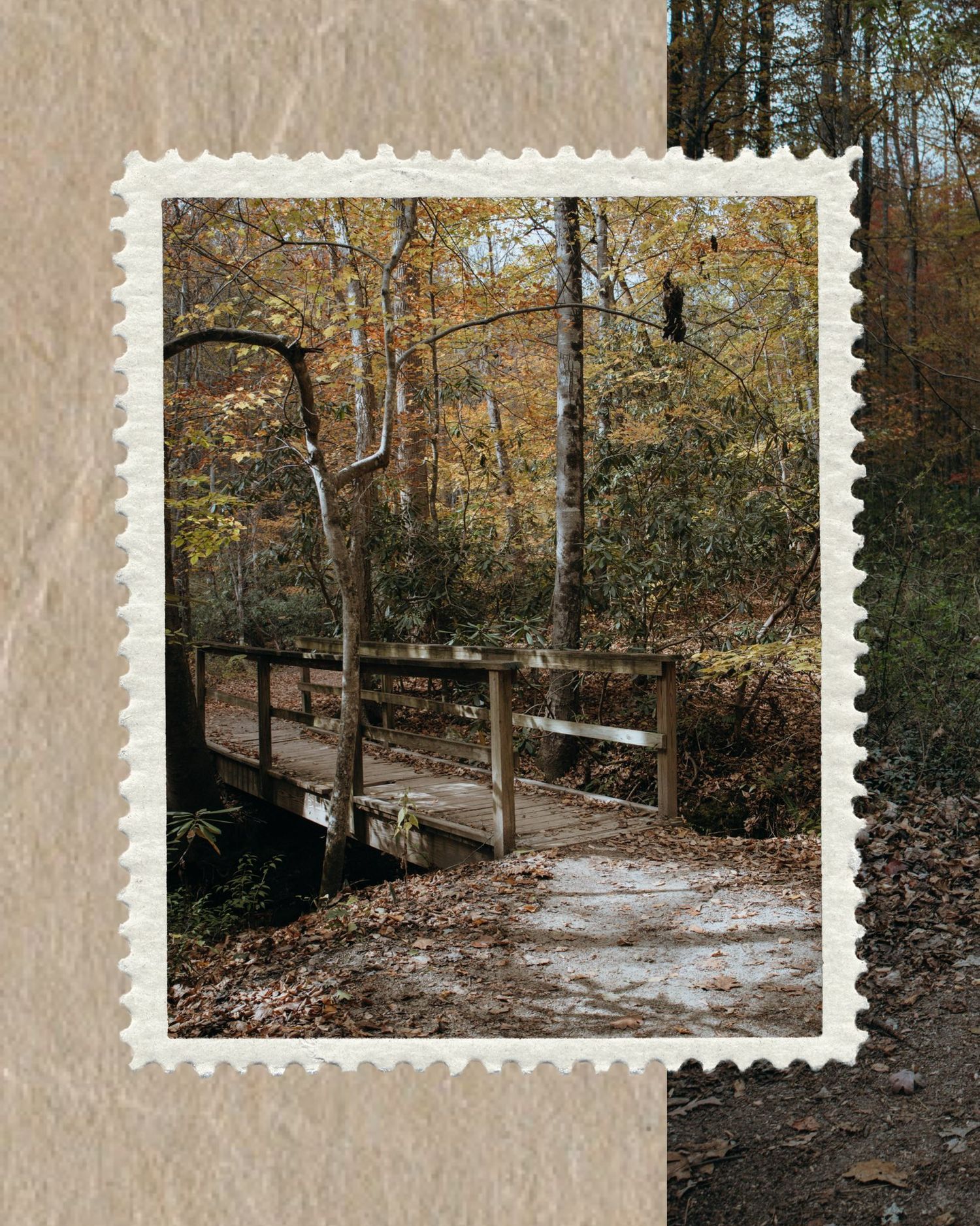 B-Roll Toms Creek falls trail