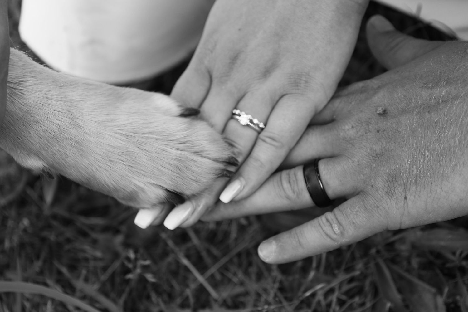 Wedding Detail Imagery with Dogs