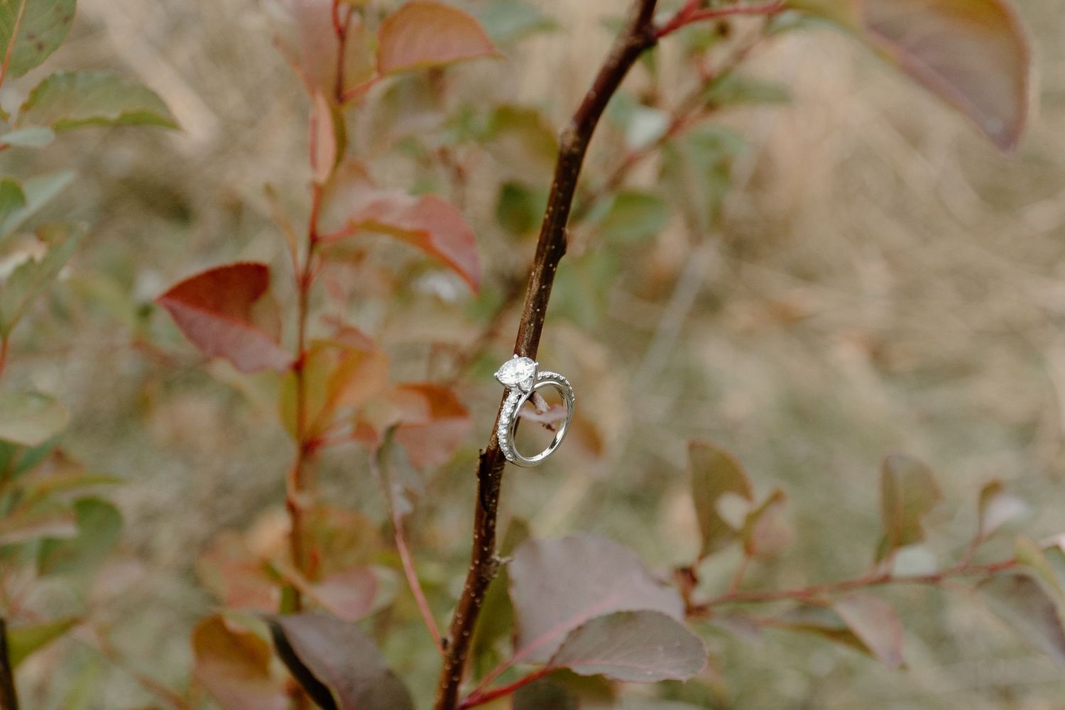 Silver engagement ring displayed on a branch with colorful autumn leaves.