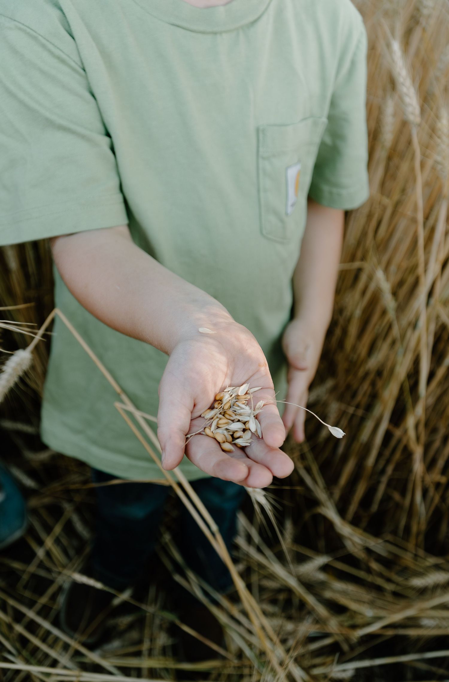 Child in green t-shirt holding wheat grain seeds in an open palm in a field.