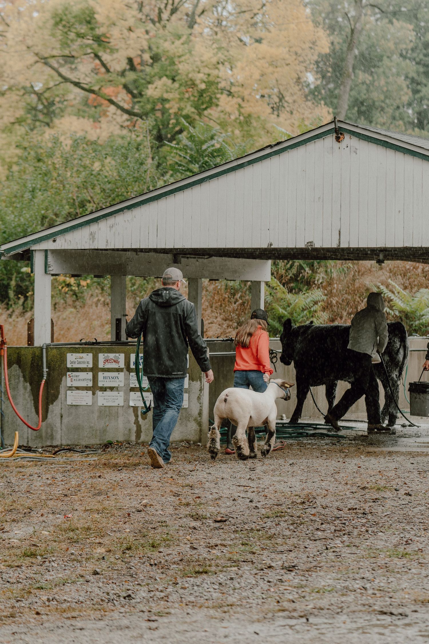 People walking livestock including a white goat and black cattle toward a wash station in autumn.