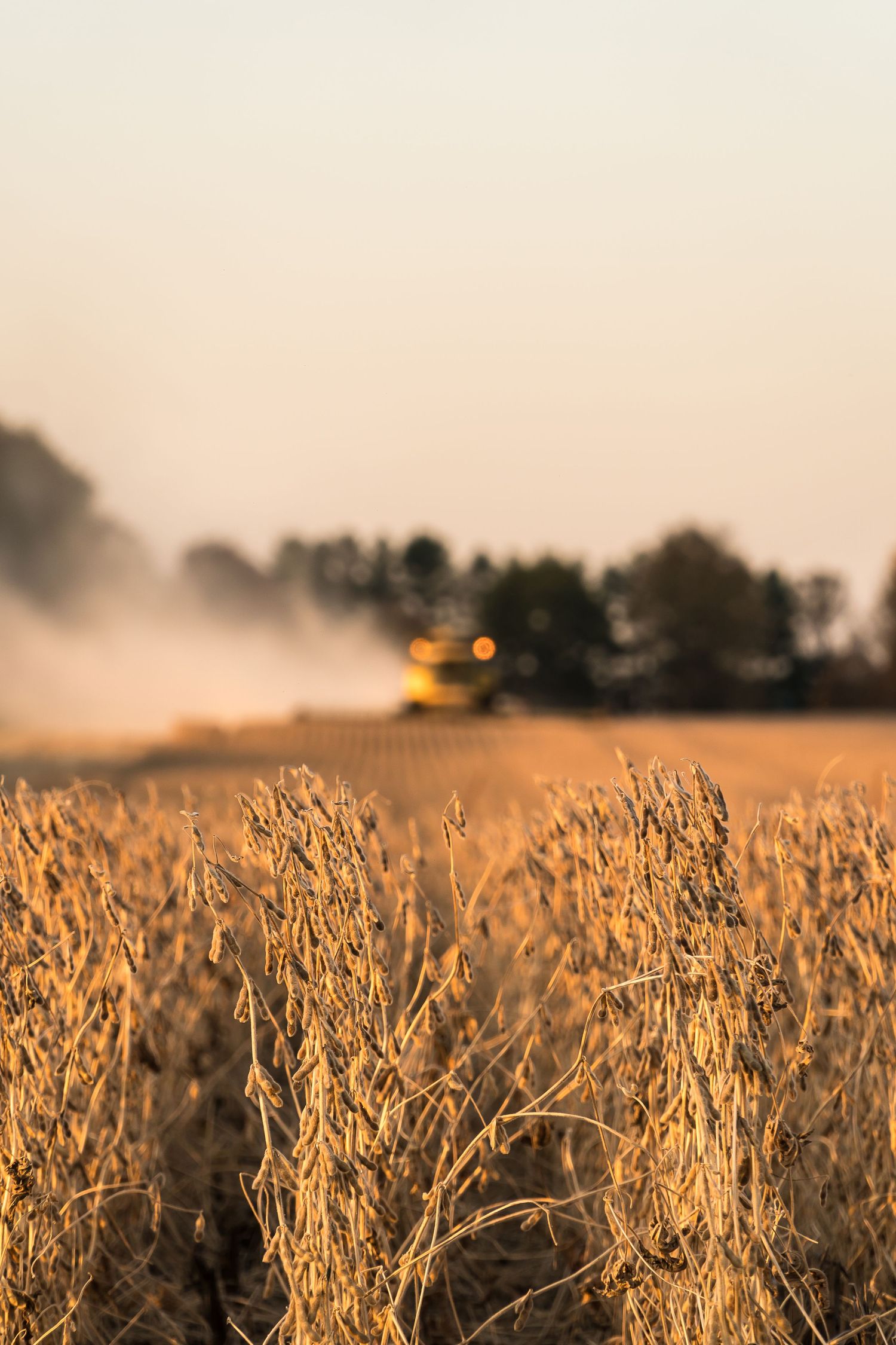 Golden soybean field at sunset with blurred yellow combine harvester creating dust clouds in background.