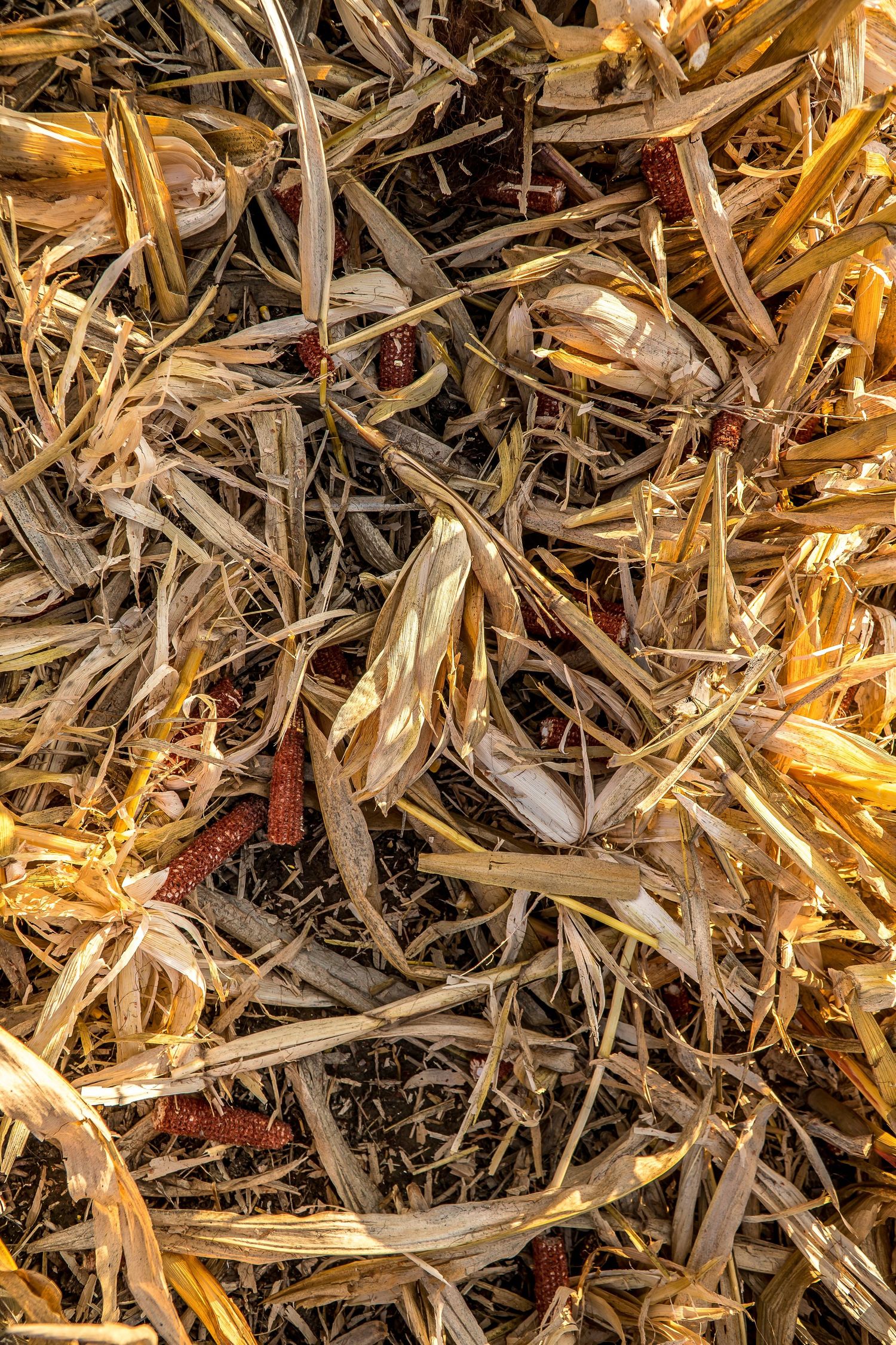 Close-up aerial view of harvested dried corn stalks and husks scattered on the ground after fall harvest.