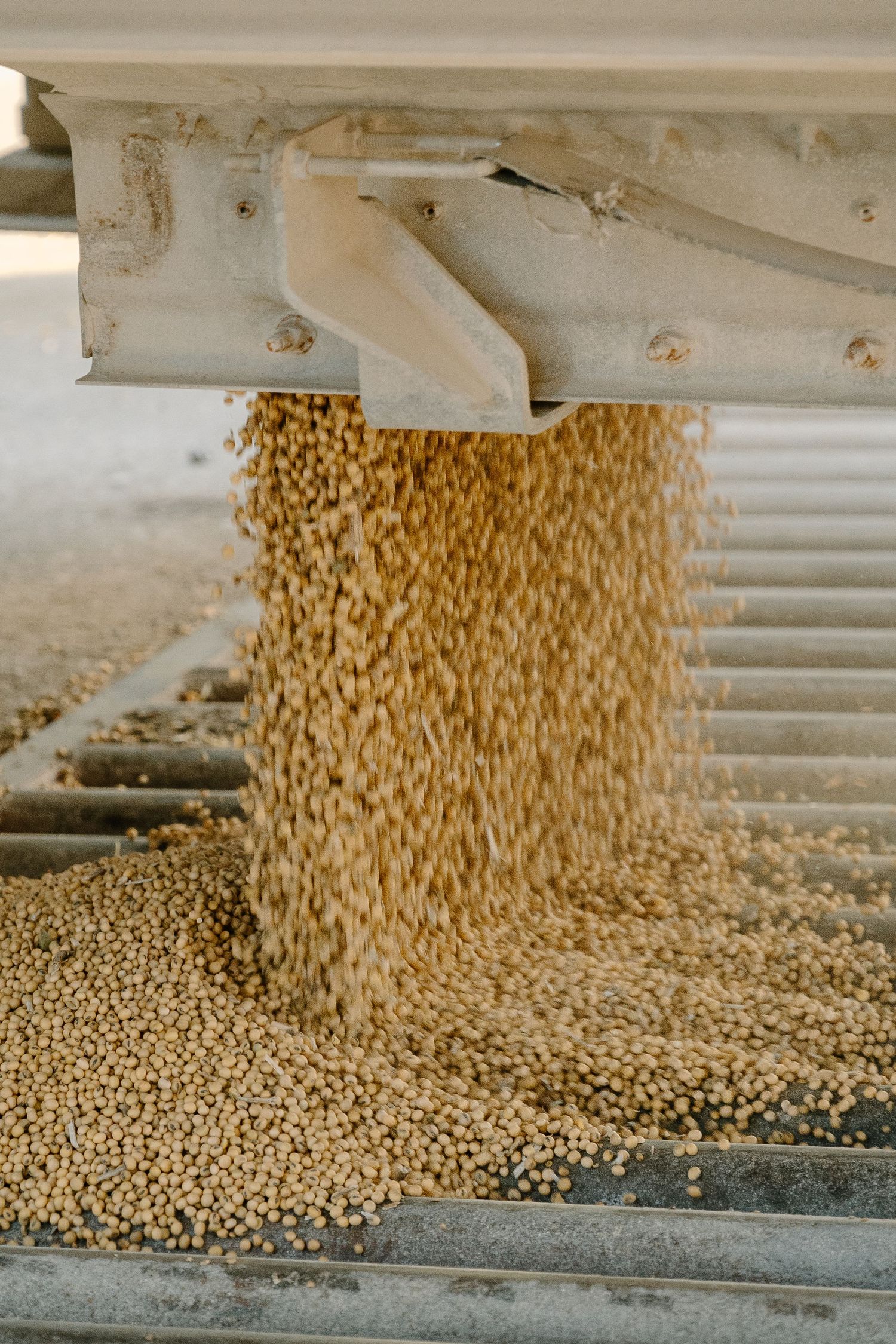 Soybeans pouring from agricultural equipment onto a metal grate during harvest.