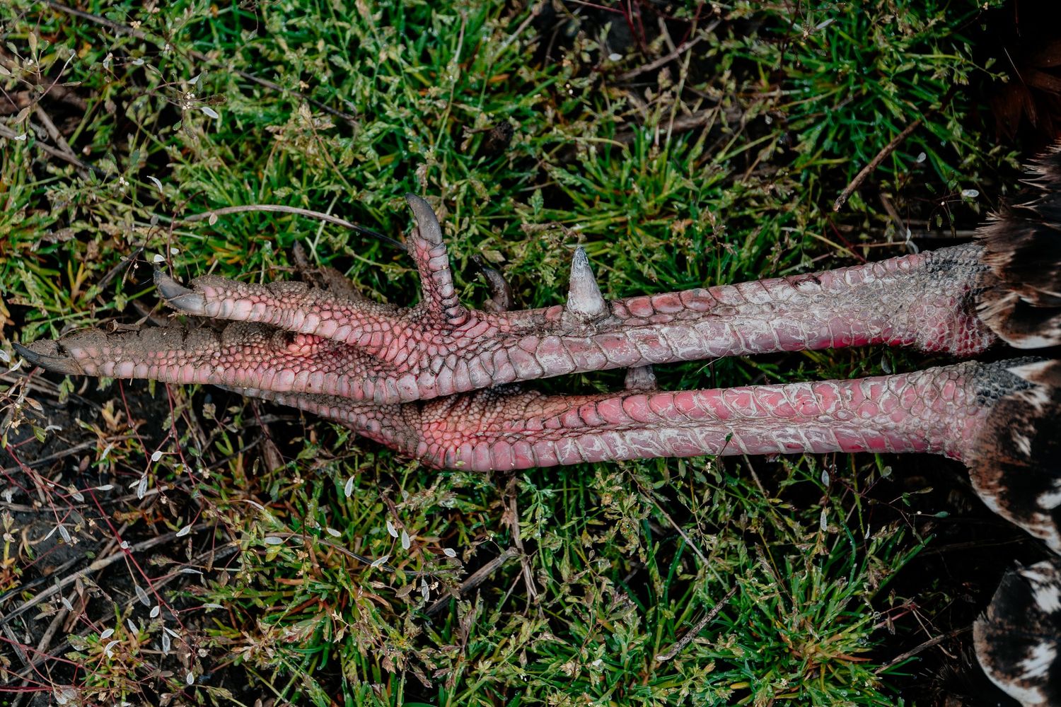 Close-up of red textured plant stems with spiky protrusions growing in green grass.