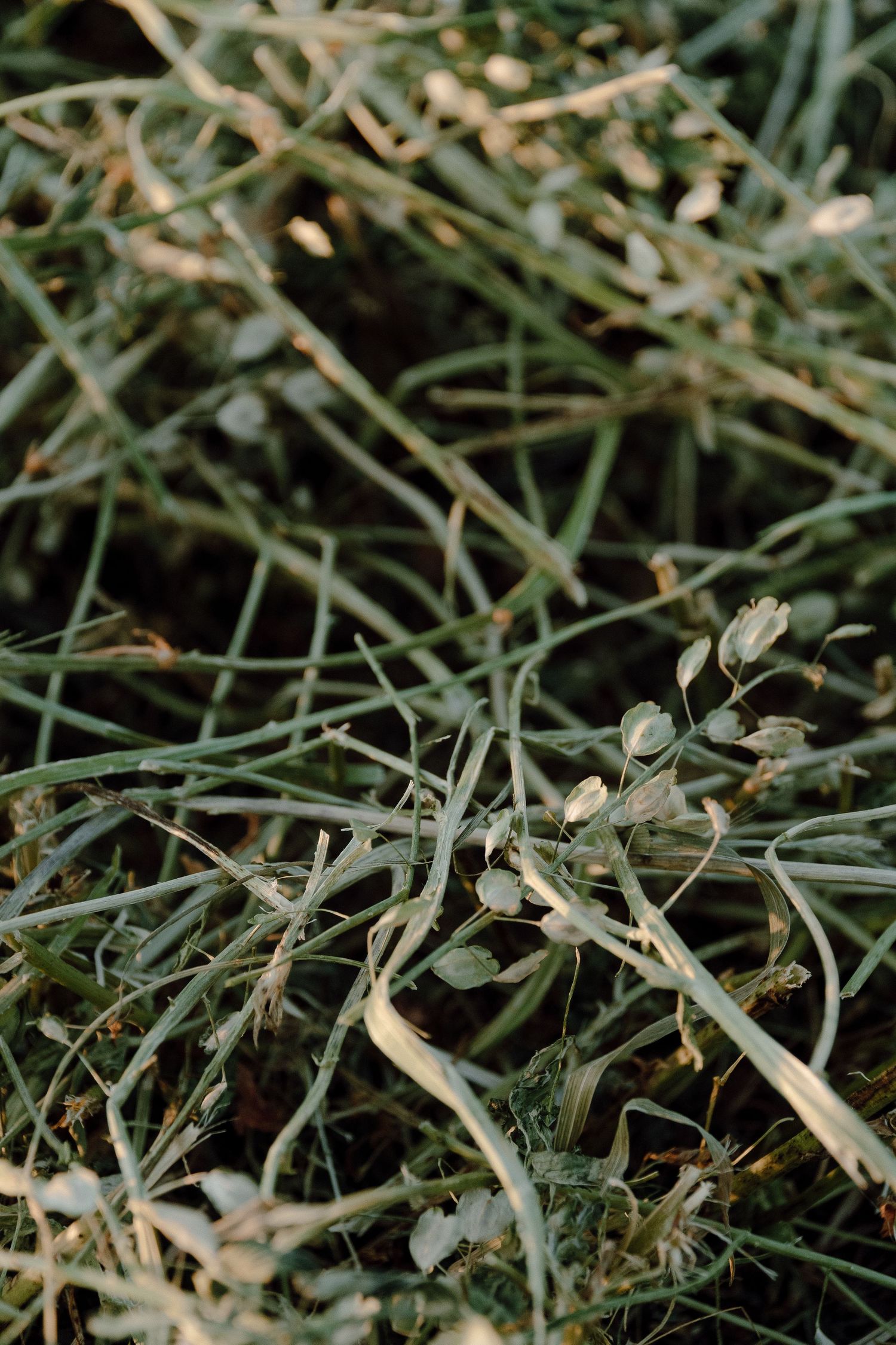 Close-up of fresh green grass and clover plants with small white flowers in a field.