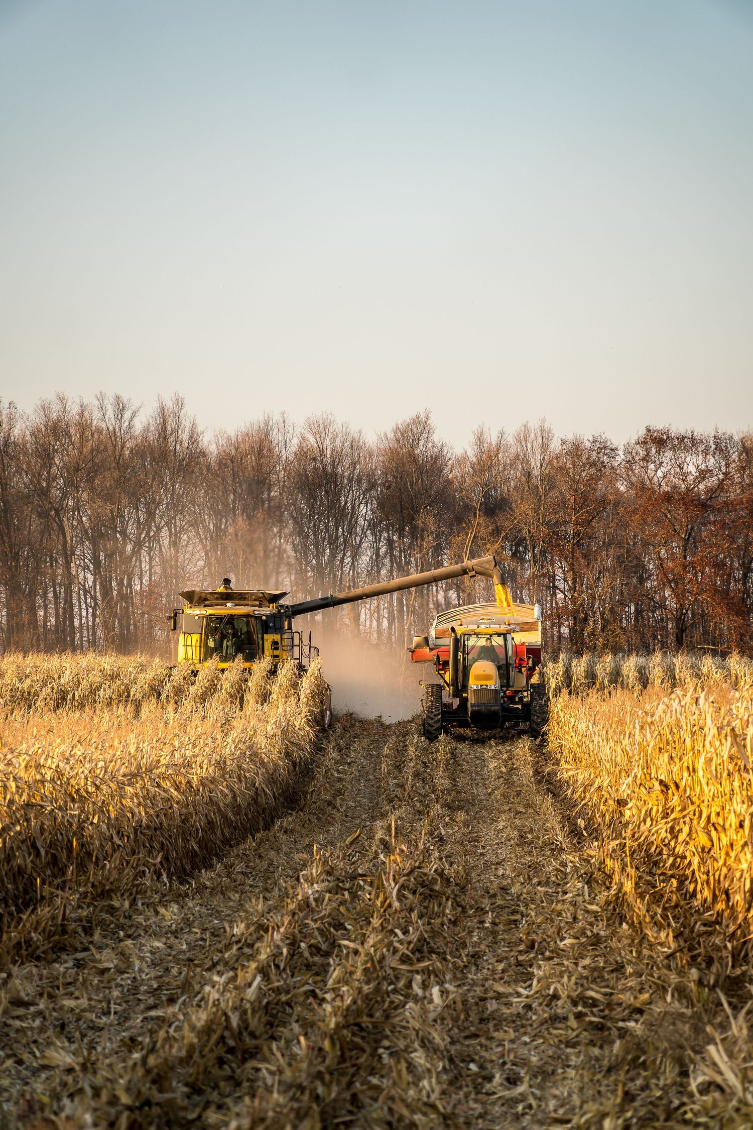 Yellow combine harvester transferring corn grain to a tractor grain cart in a fall cornfield at dusk.