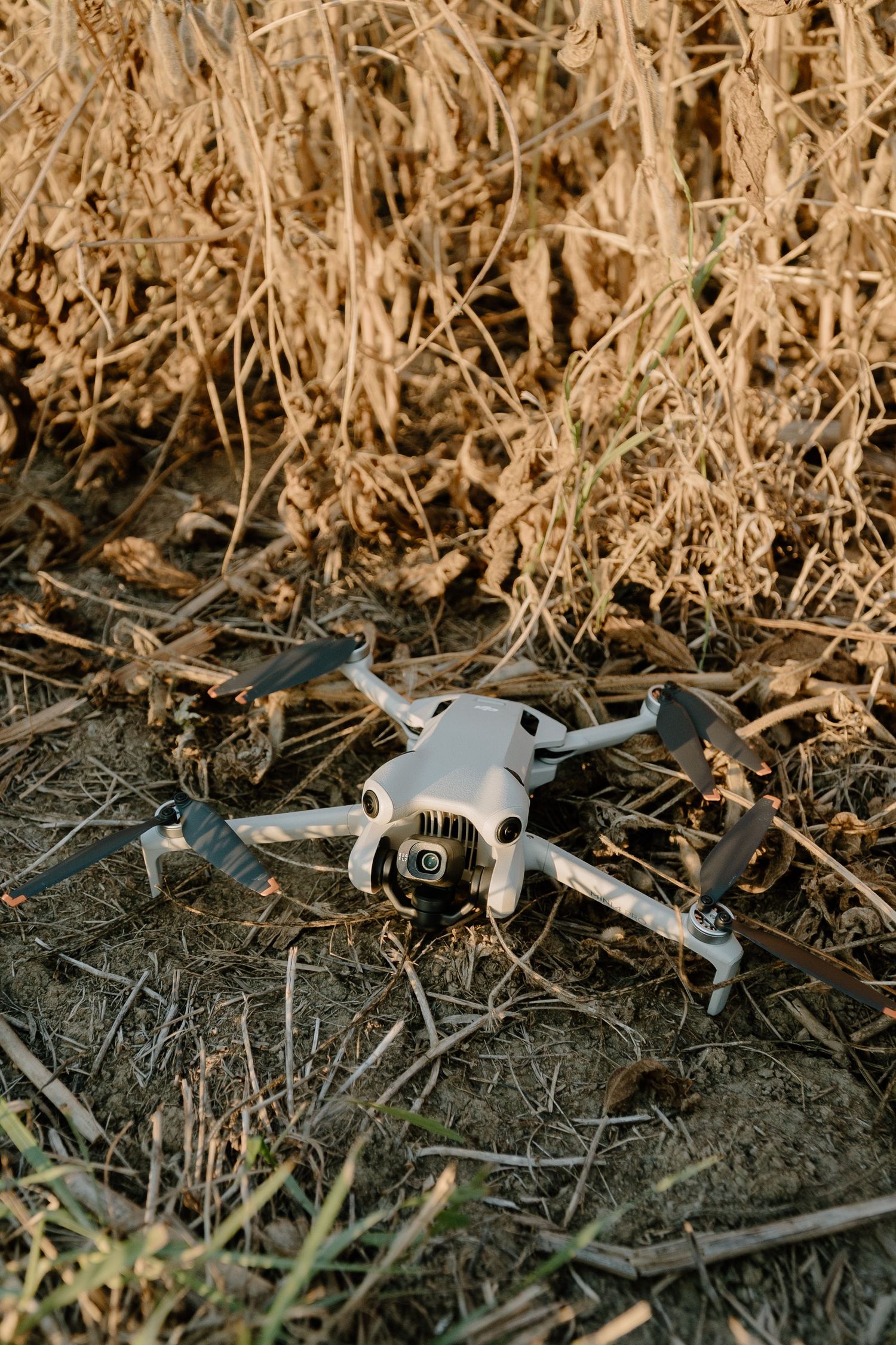 A small white DJI drone landed on dry ground surrounded by dried golden grass and plant debris outdoors.