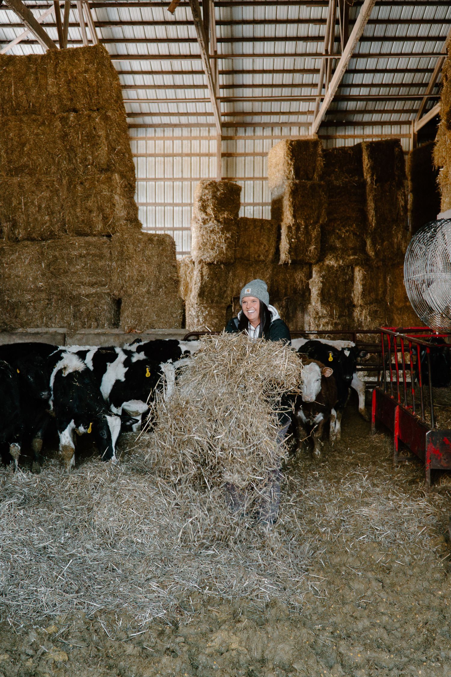 Female farmer carrying hay bale to feed black and white cows inside a rustic barn.