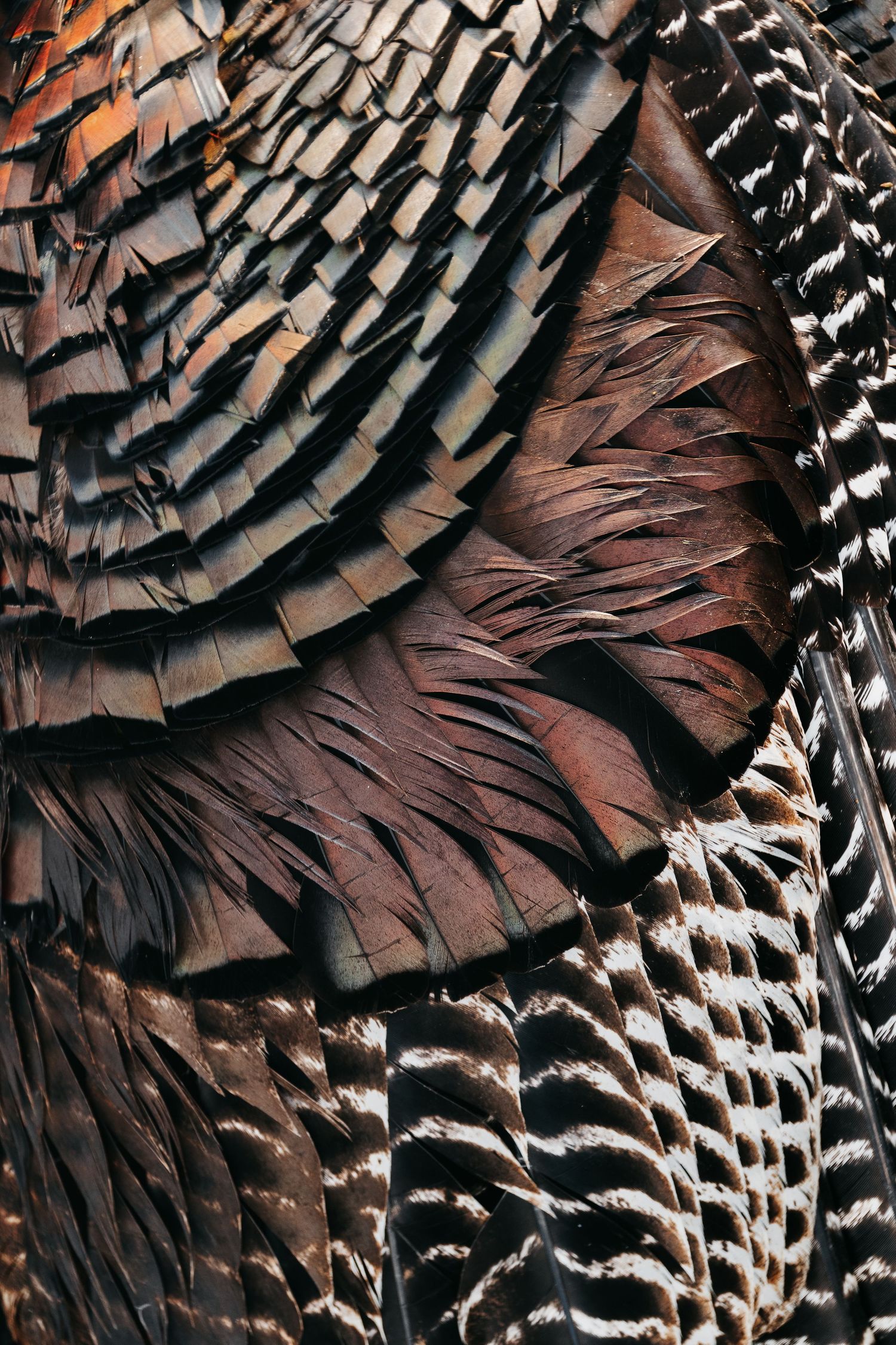 Close-up detailed macro shot of iridescent brown and black wild turkey feathers with intricate patterns.
