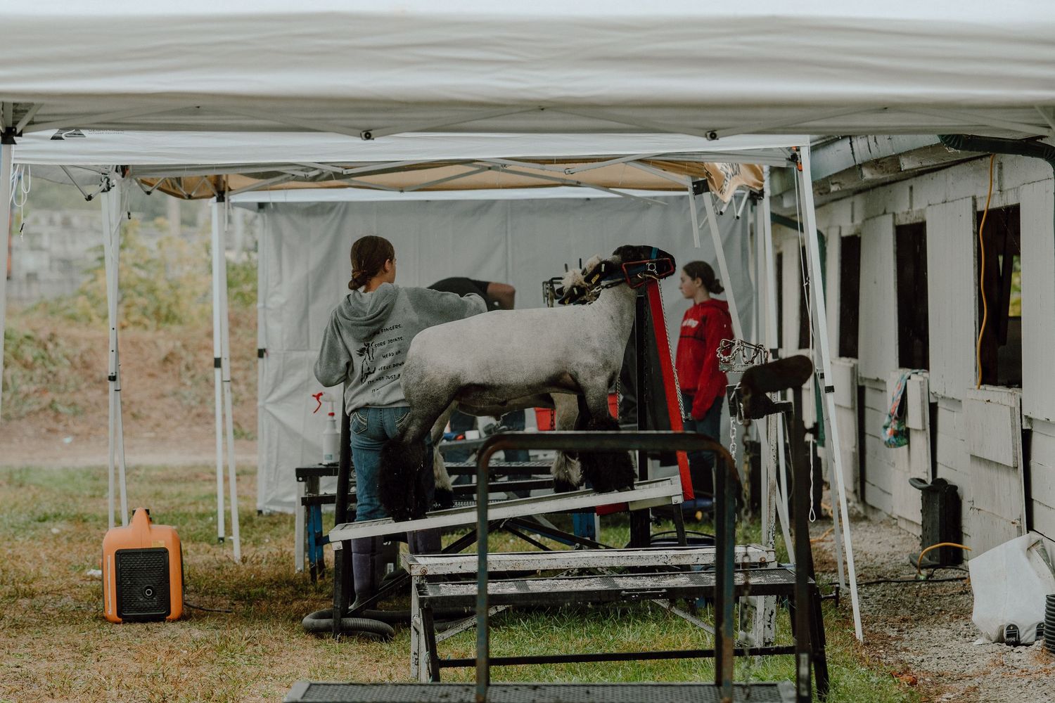 People grooming a white goat on a stand under a white canopy tent at an outdoor livestock event.