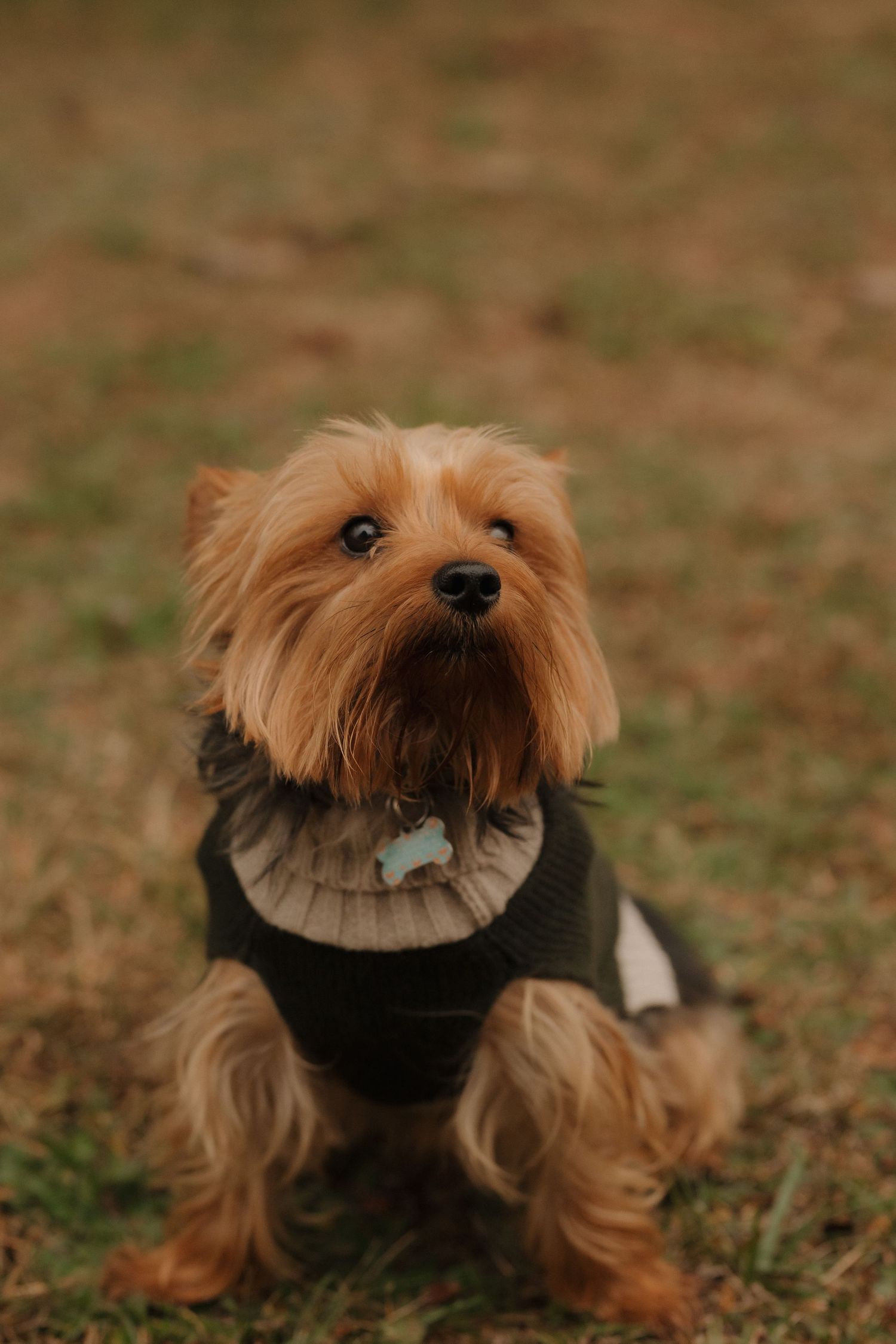 Small Yorkshire terrier dog wearing a dark vest poses outdoors during family photo session.
