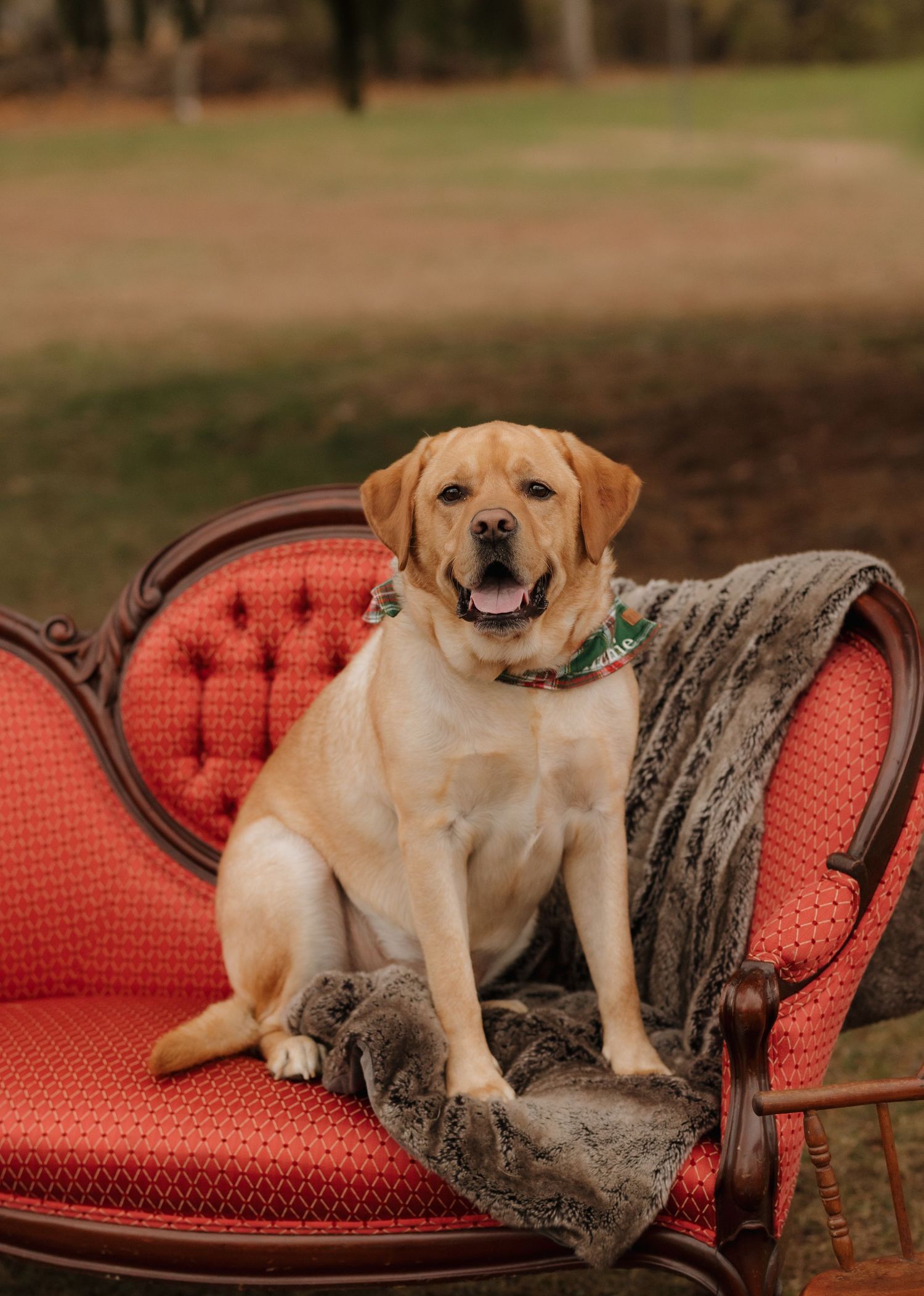 Yellow Labrador dog lounges on red outdoor couch with gray blanket.