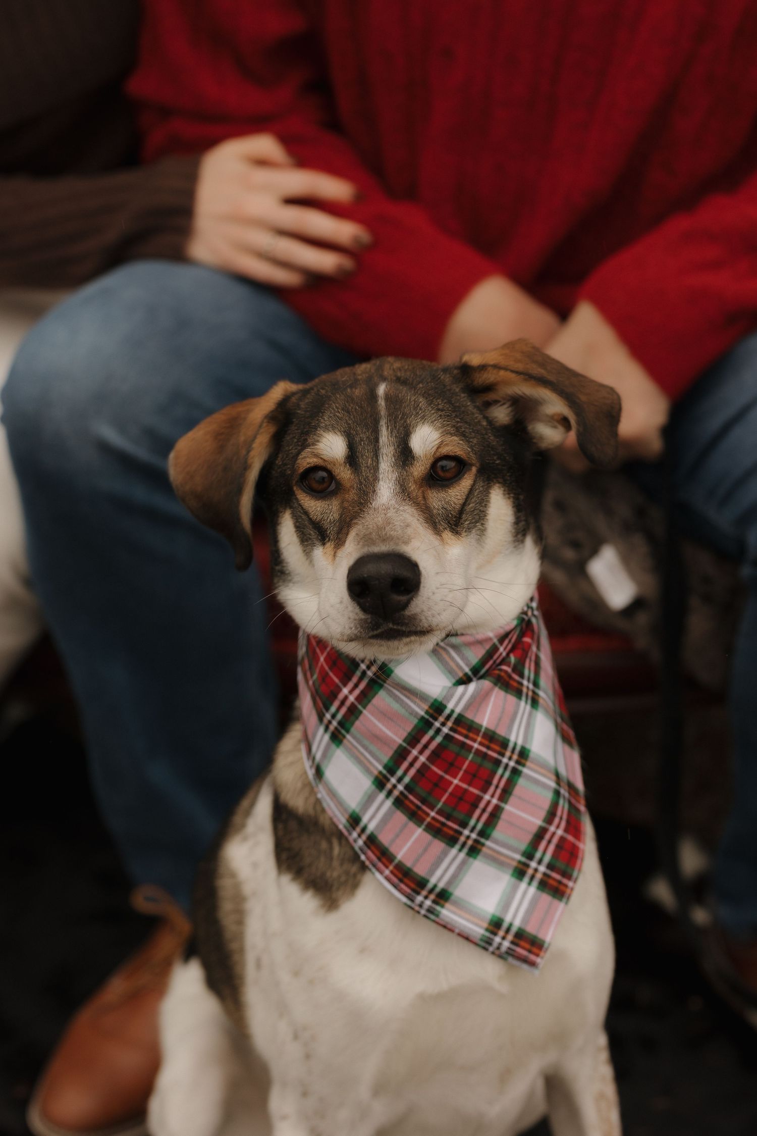 Dog wearing a plaid bandana poses on red couch during outdoor photoshoot.