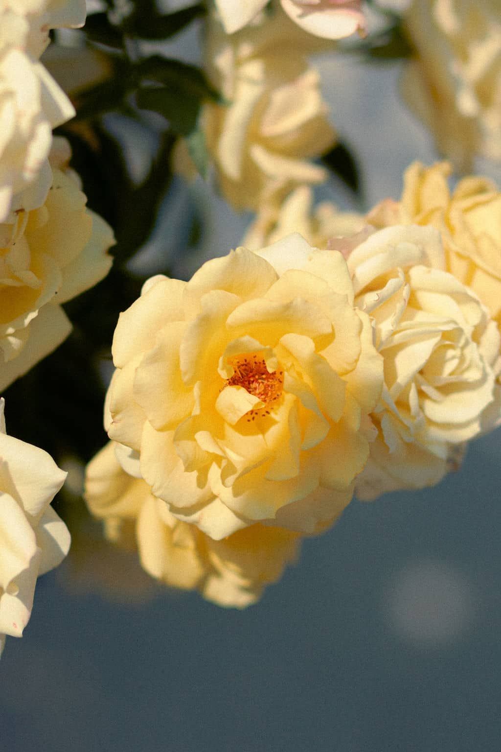 Summer flowers photographed during elopement at Kensington
