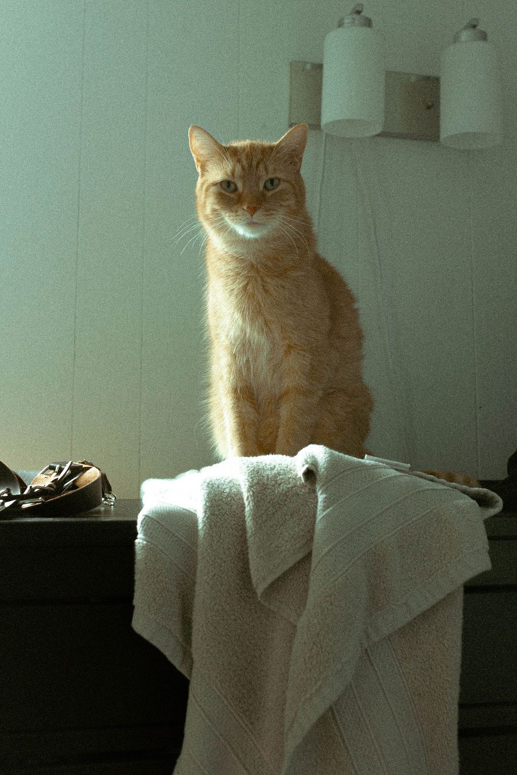 cat posing for a picture during a same-sex wedding getting ready in TOronto