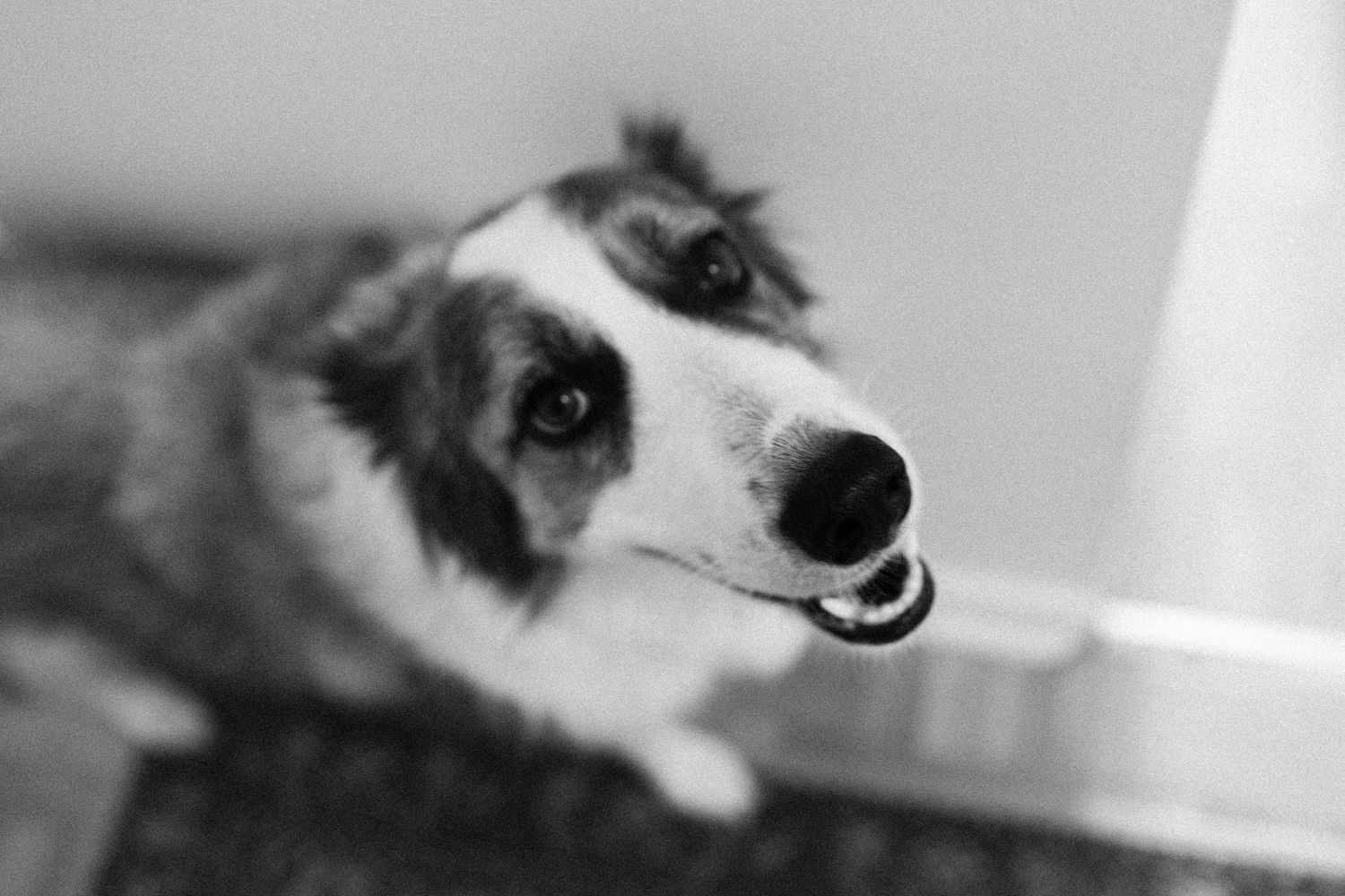 Brides dog in their apartment before wedding ceremony at Granite Brewery in Toronto