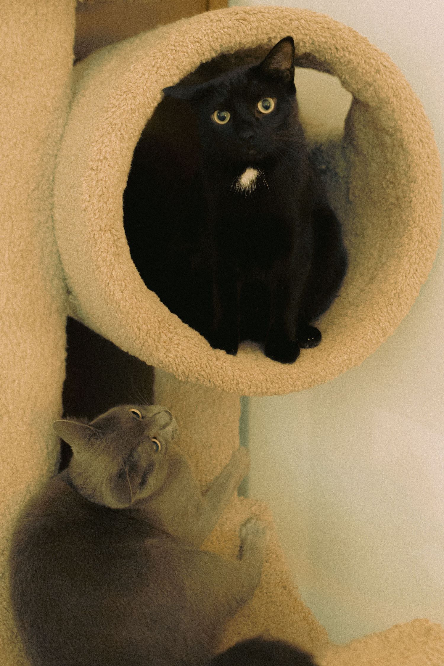 Bride's cats in their apartment before Granite Brewery wedding Toronto