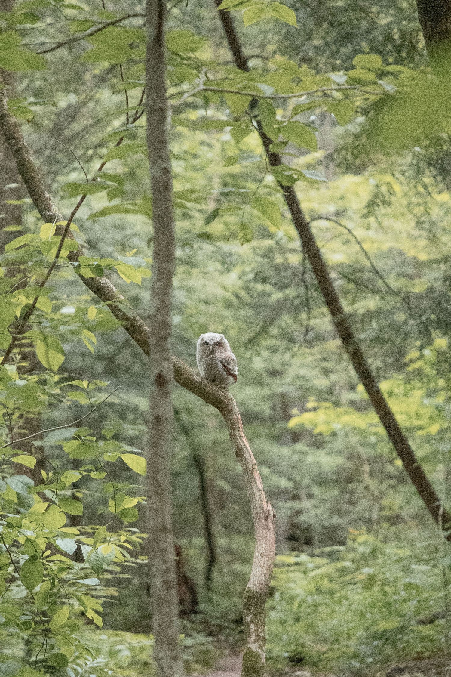 Adeva Rae Photography / Conkles Hollow Hocking Hills / Ohio Wedding Photographer