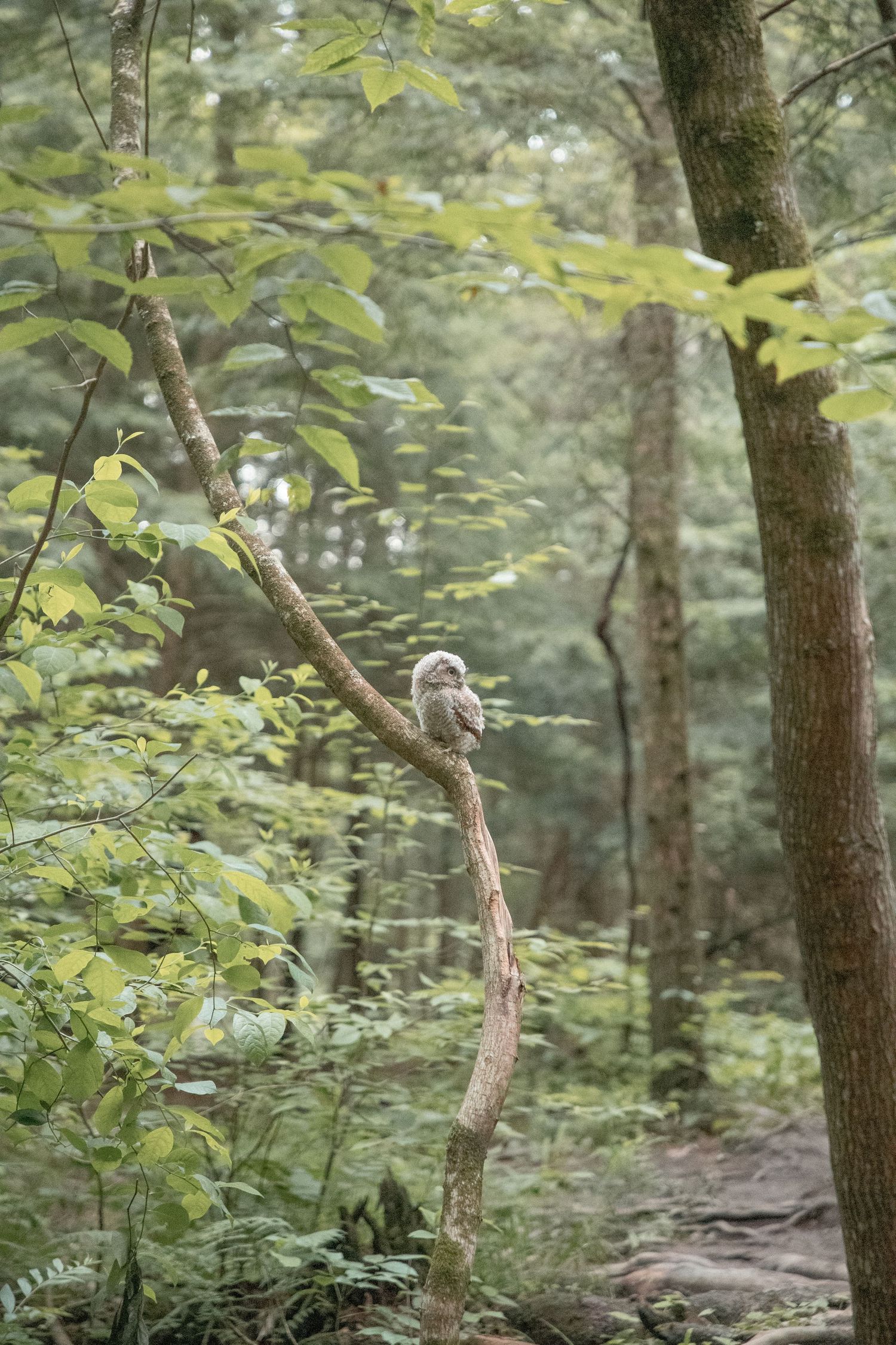 Adeva Rae Photography / Conkles Hollow Hocking Hills / Ohio Wedding Photographer