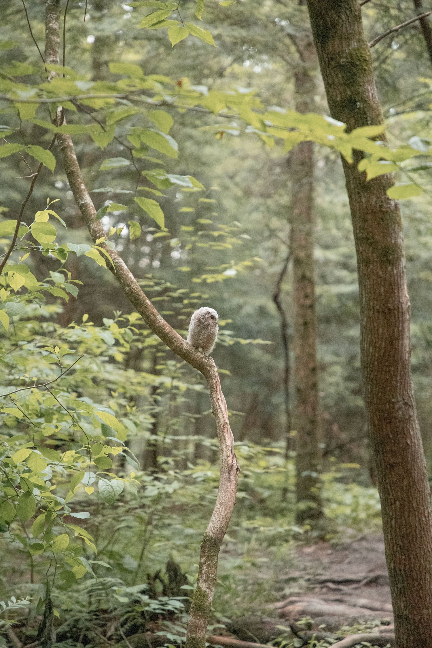 Adeva Rae Photography / Conkles Hollow Hocking Hills / Ohio Wedding Photographer
