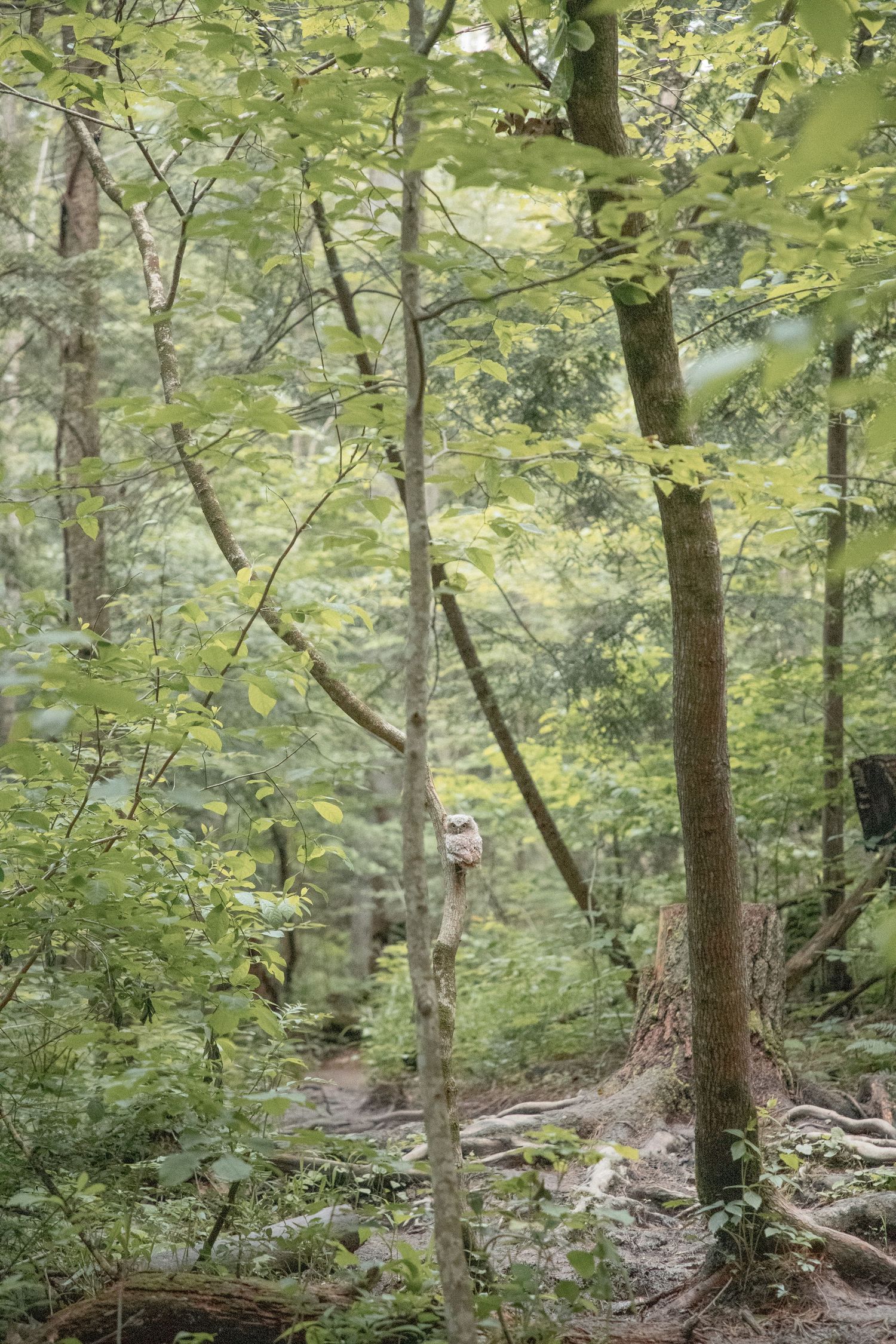 Adeva Rae Photography / Conkles Hollow Hocking Hills / Ohio Wedding Photographer