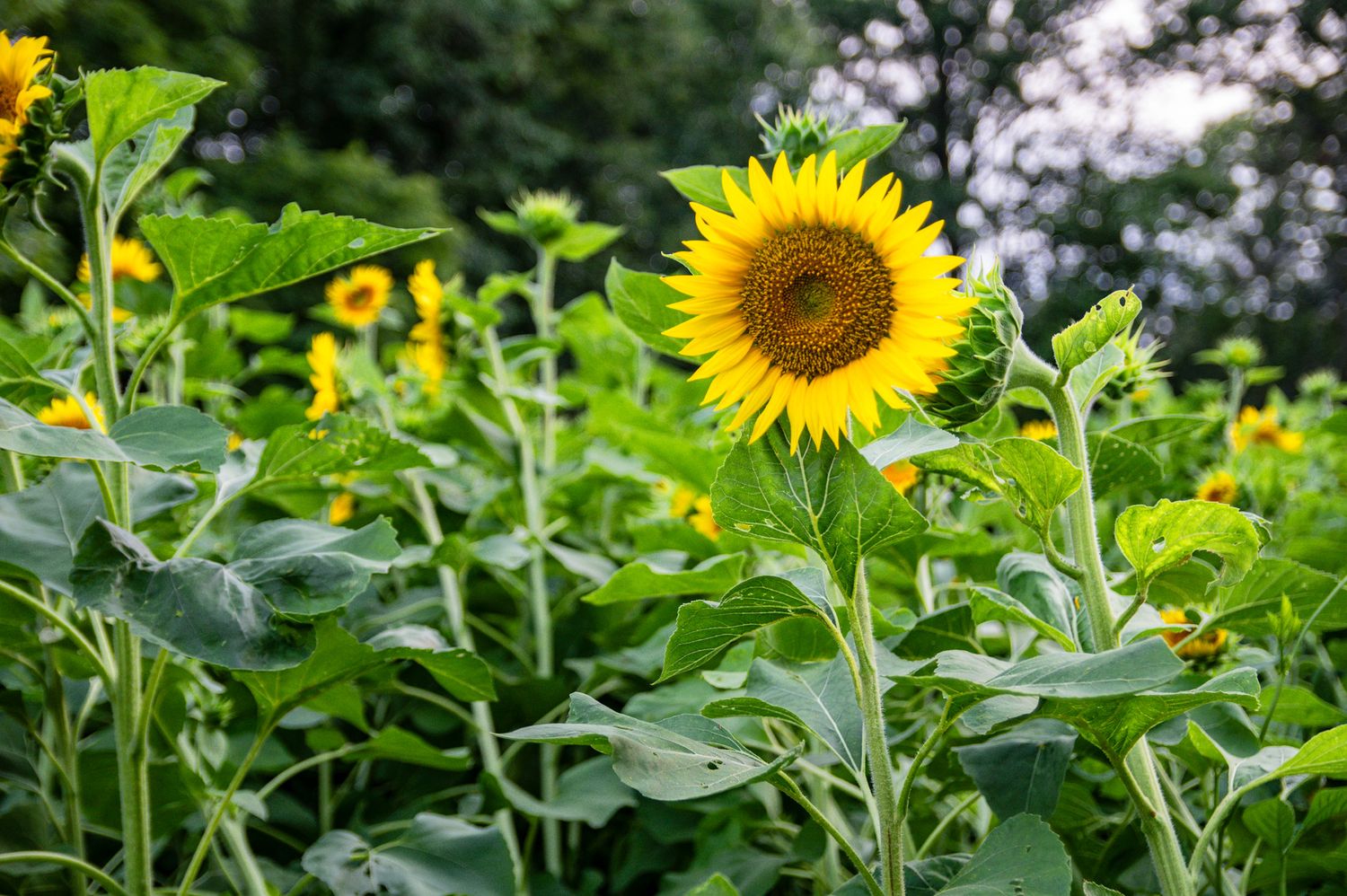 Vibrant yellow sunflowers in full bloom against a lush green garden backdrop with a soft bokeh effect.