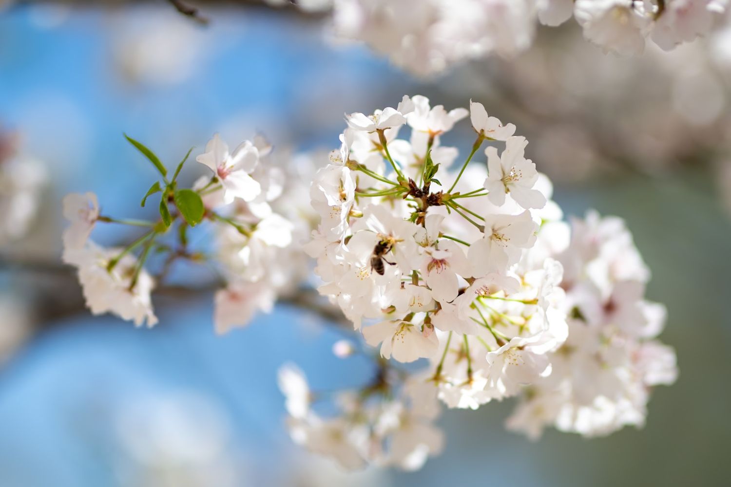 Close-up of white cherry blossom flowers blooming on a branch against a soft blue sky background in spring.