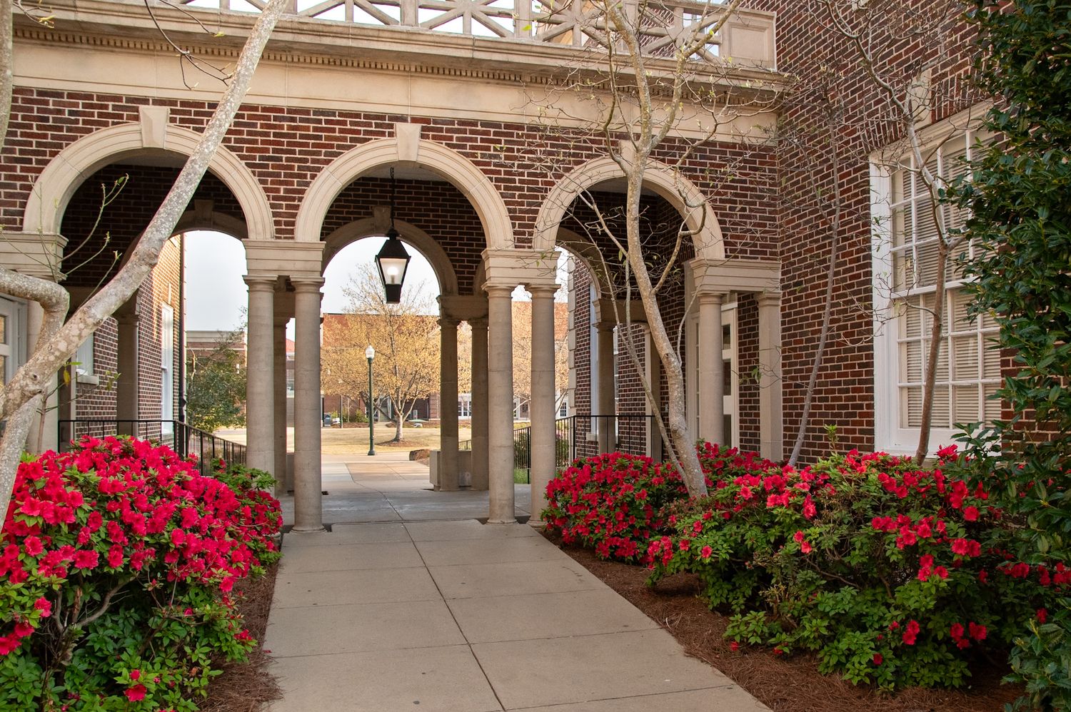Brick archway colonnade with red azaleas and a vintage lantern at a classic university building entrance.