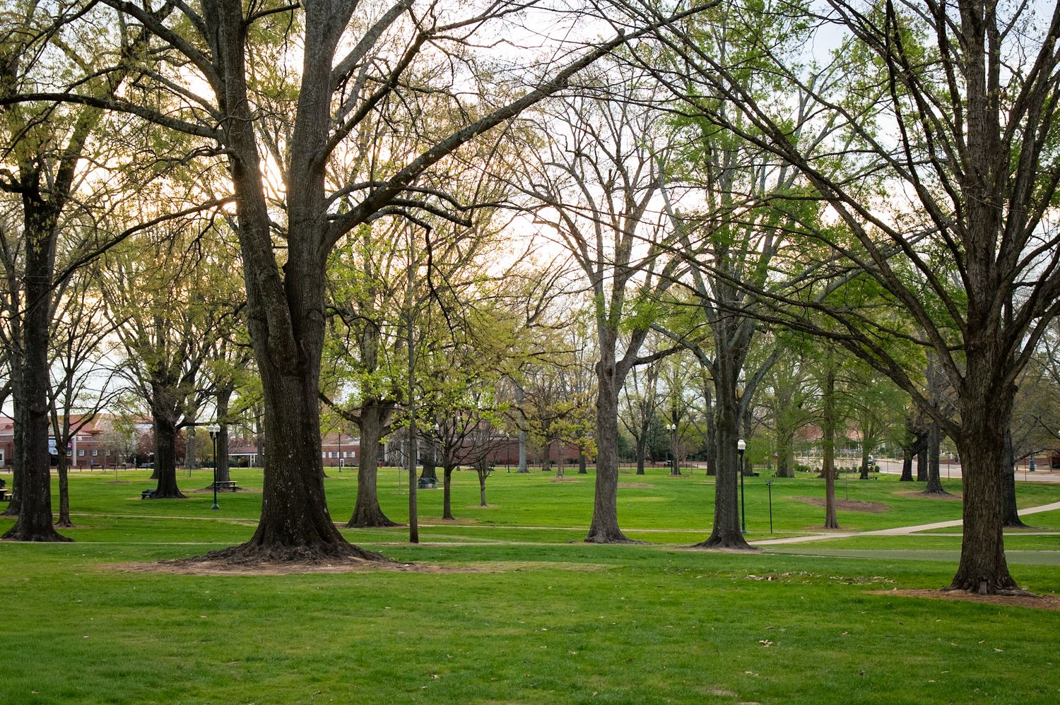 Lush green park with tall bare trees lining a grassy lawn in early spring, sunlight filtering through branches.