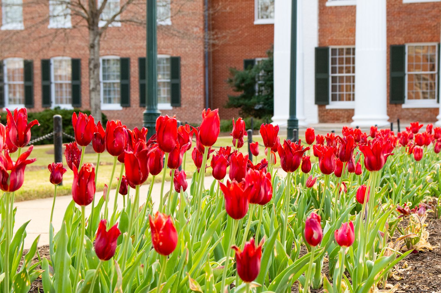 Vibrant red tulips blooming in front of a classic brick building with white columns and green shutters.