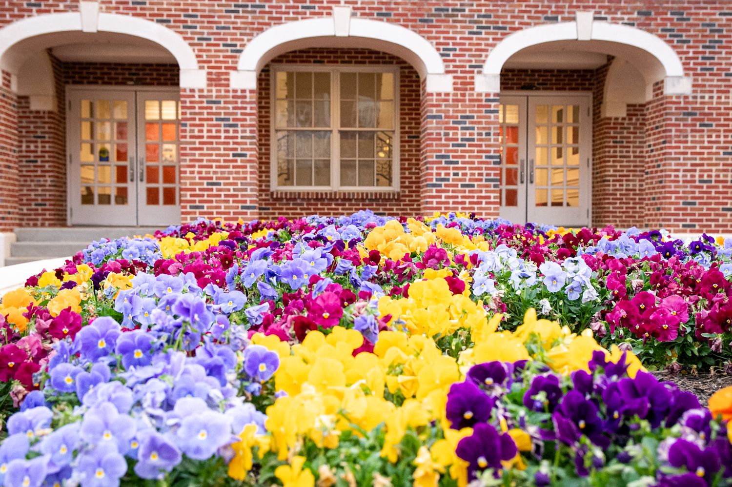 Colorful pansy flower bed blooming in purple, yellow, and red in front of a red brick building with arched windows.
