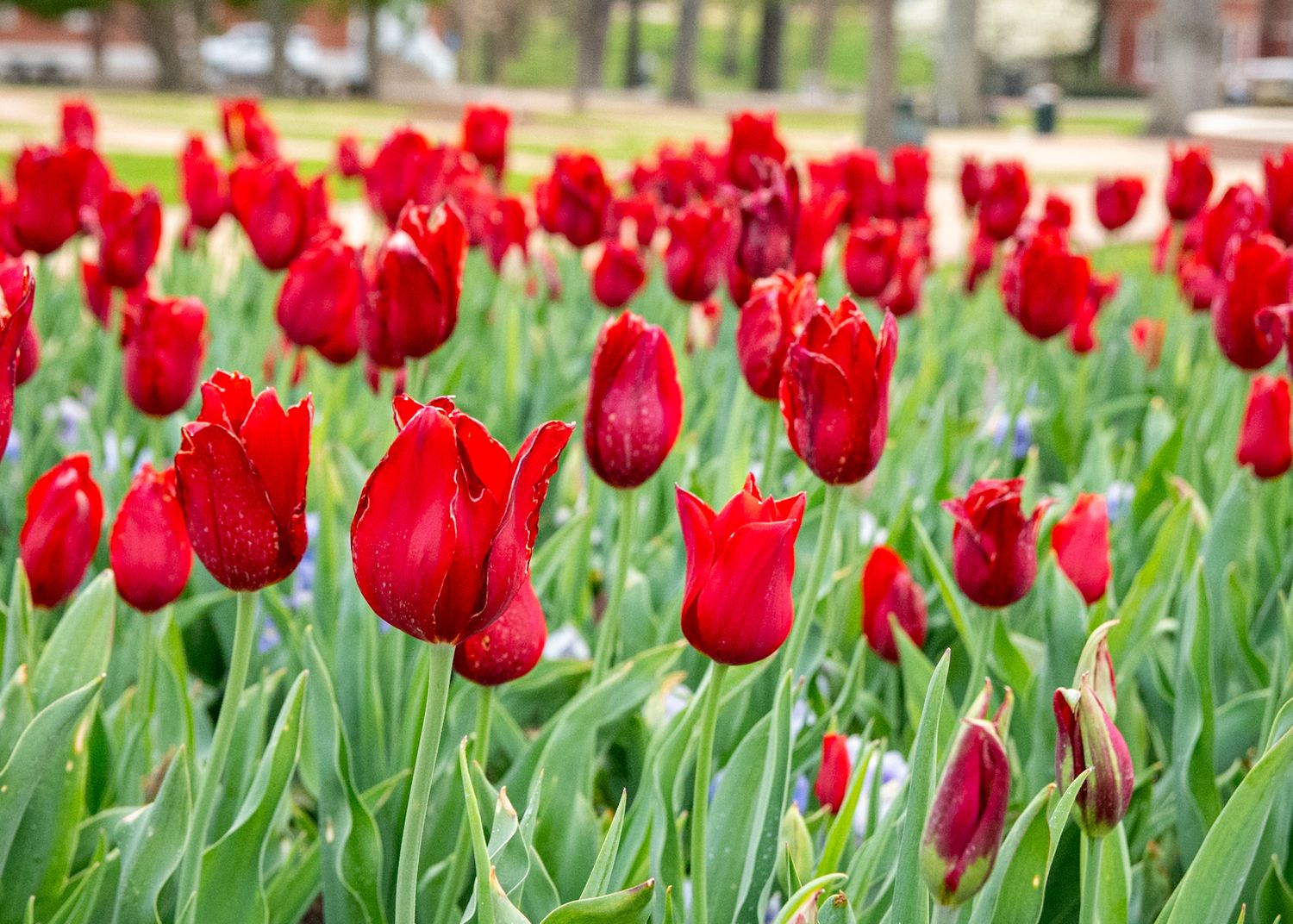A vibrant field of red tulips in full bloom with green stems and leaves in a garden setting.