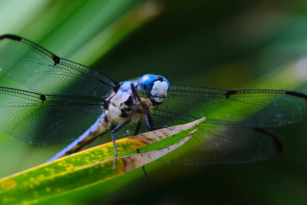 Dragonfly